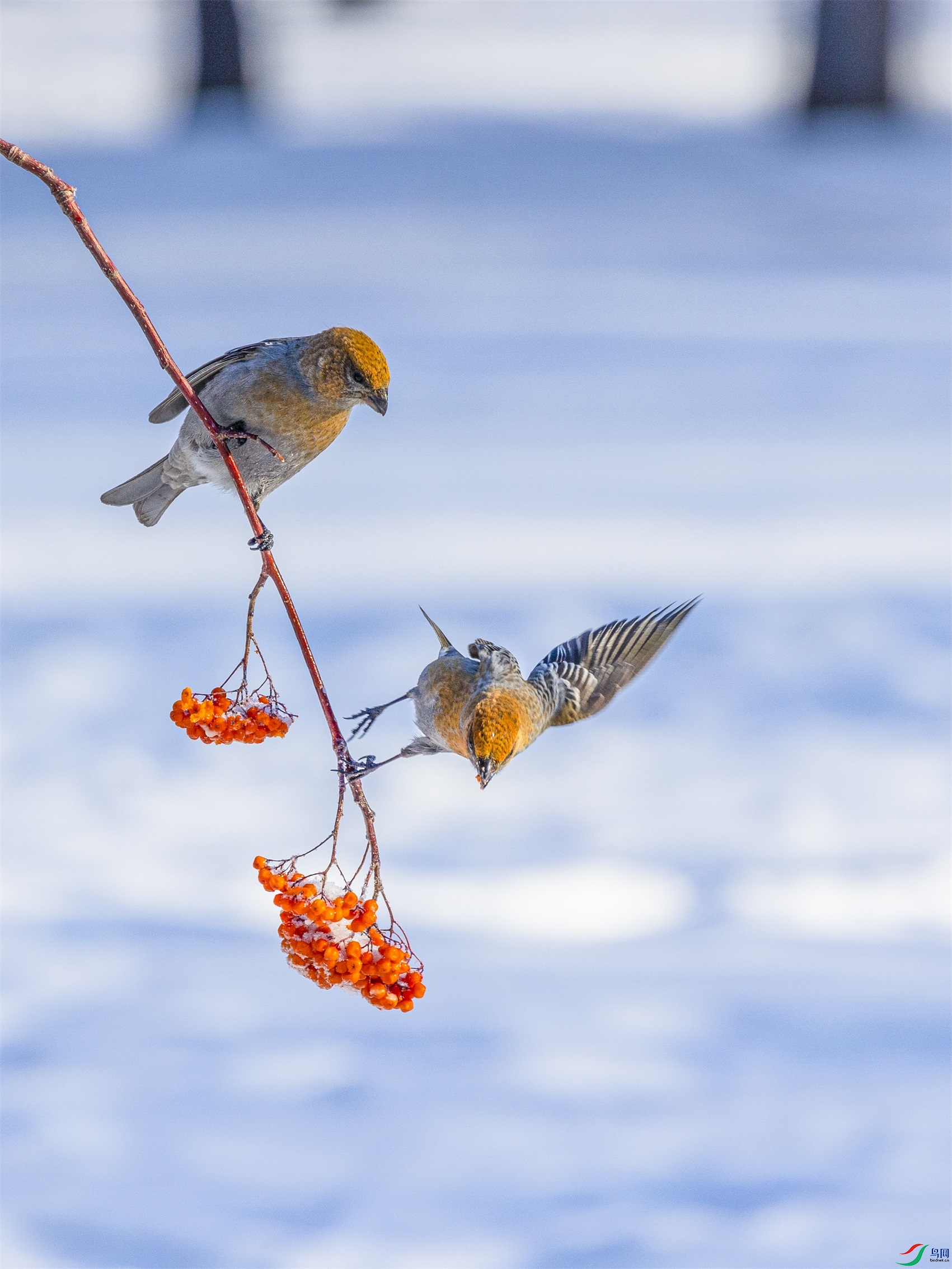 1K3A7629 ����1.jpg