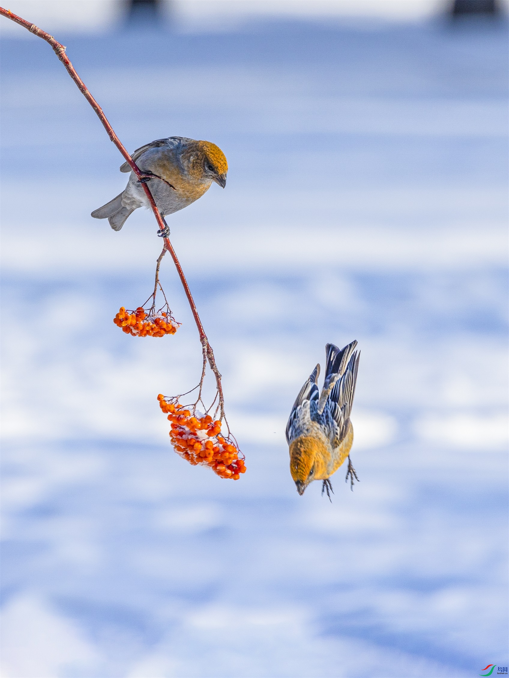 1K3A7631 ����1.jpg