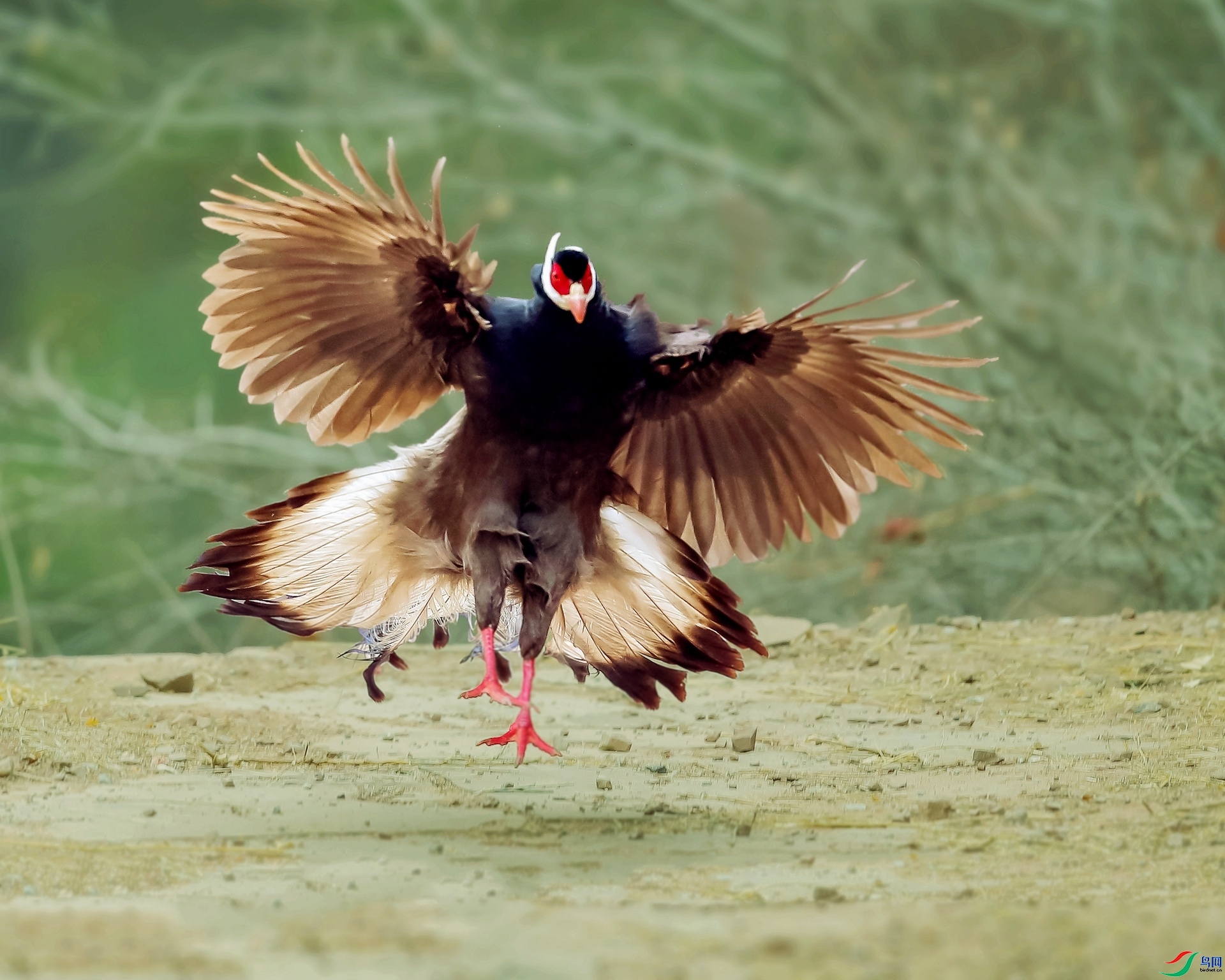 �ɽ���½������  ���� ��Ӱ  ����.jpg