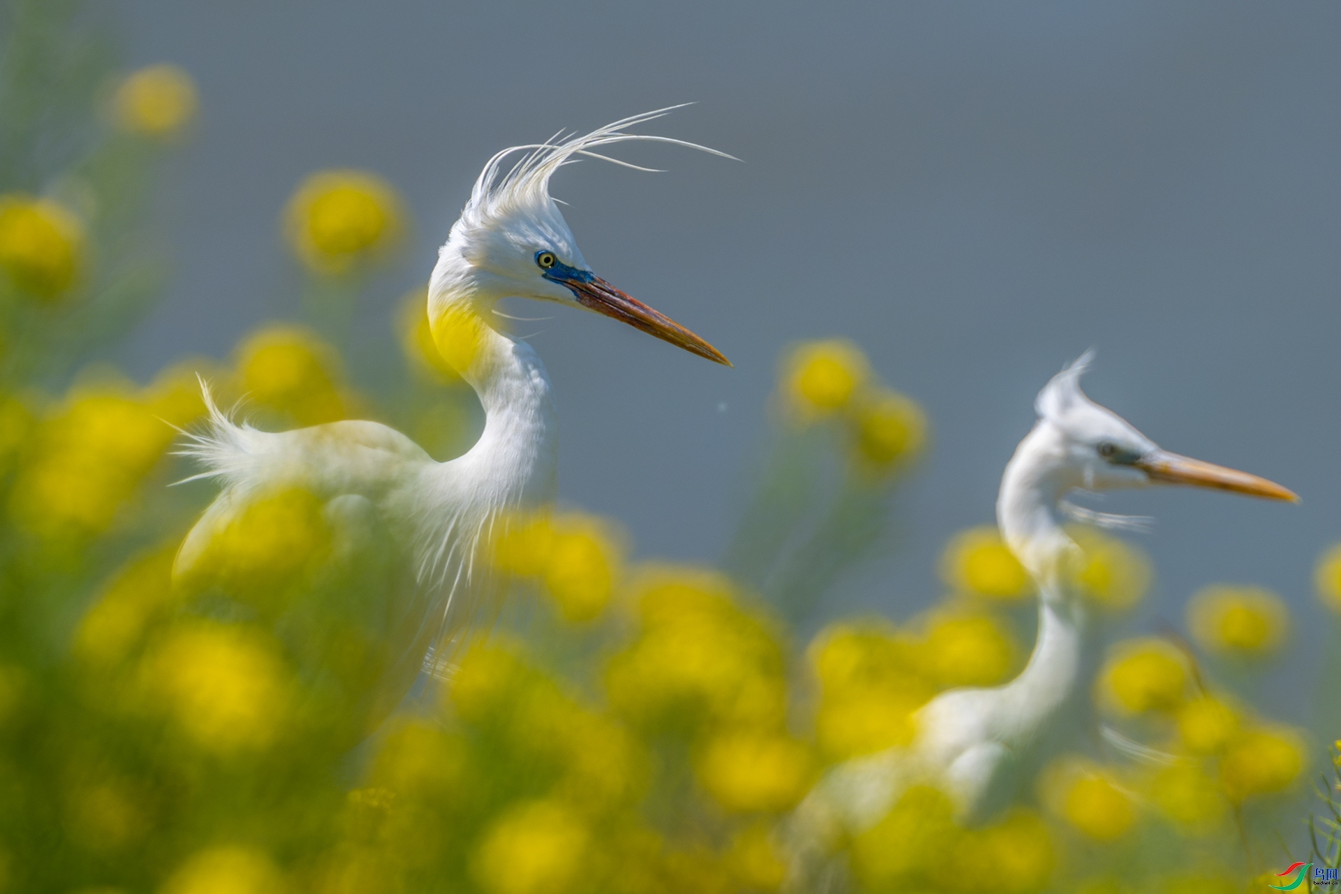 ������أ����� ���� С���� ����.jpg