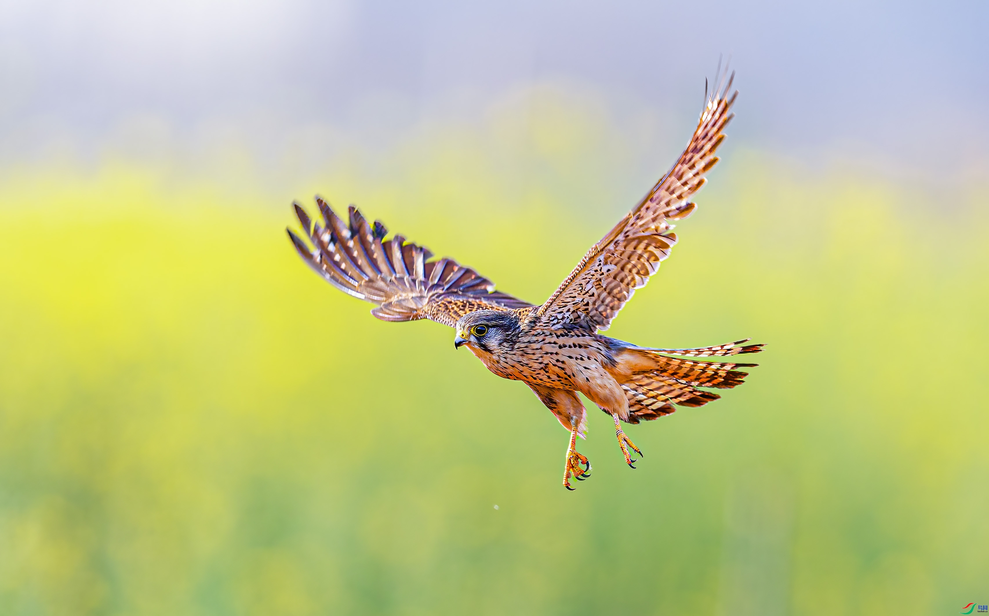 Ѳ��  ���� �ܸ� ����.jpg