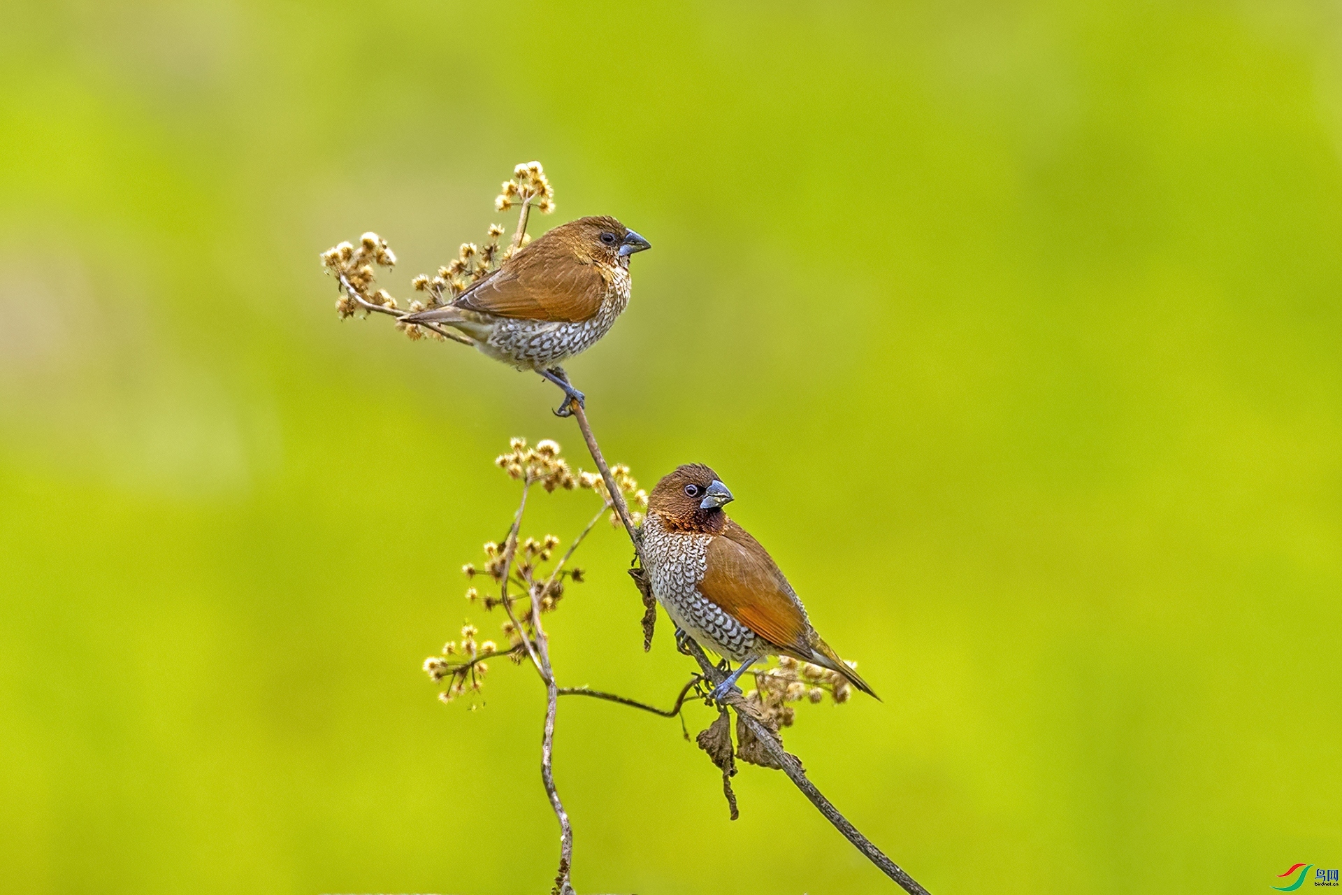 ������ ���� ������ ����.jpg