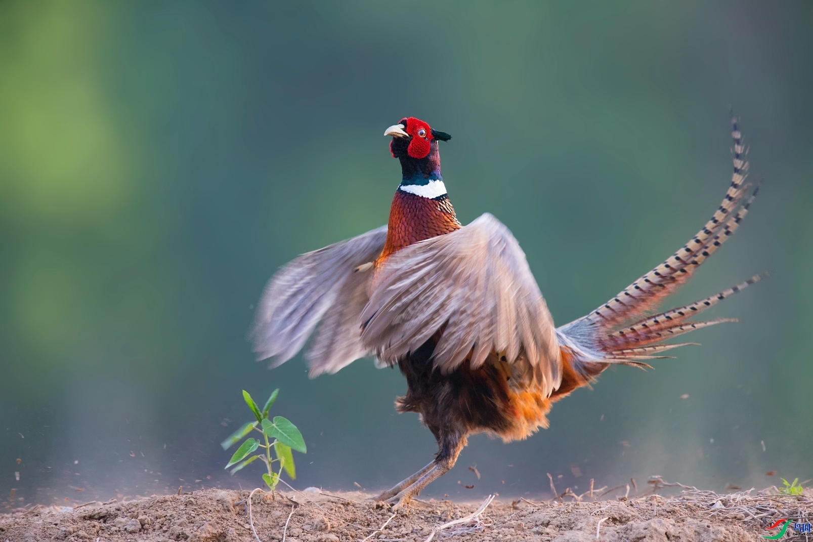 һչ����  ���� ��Х ����.jpg