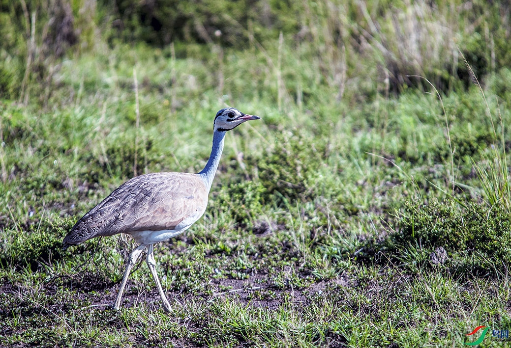 DSC_4203.jpg