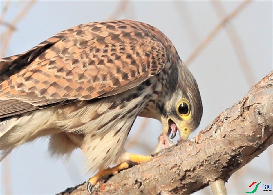 ������ʳ