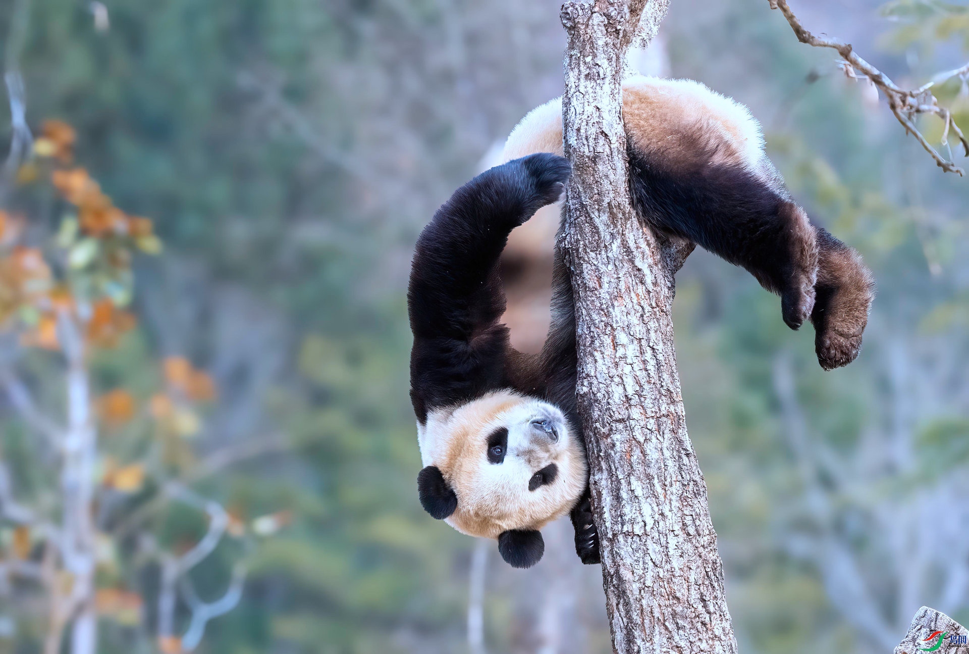 DSC_2538 ����_����.jpg