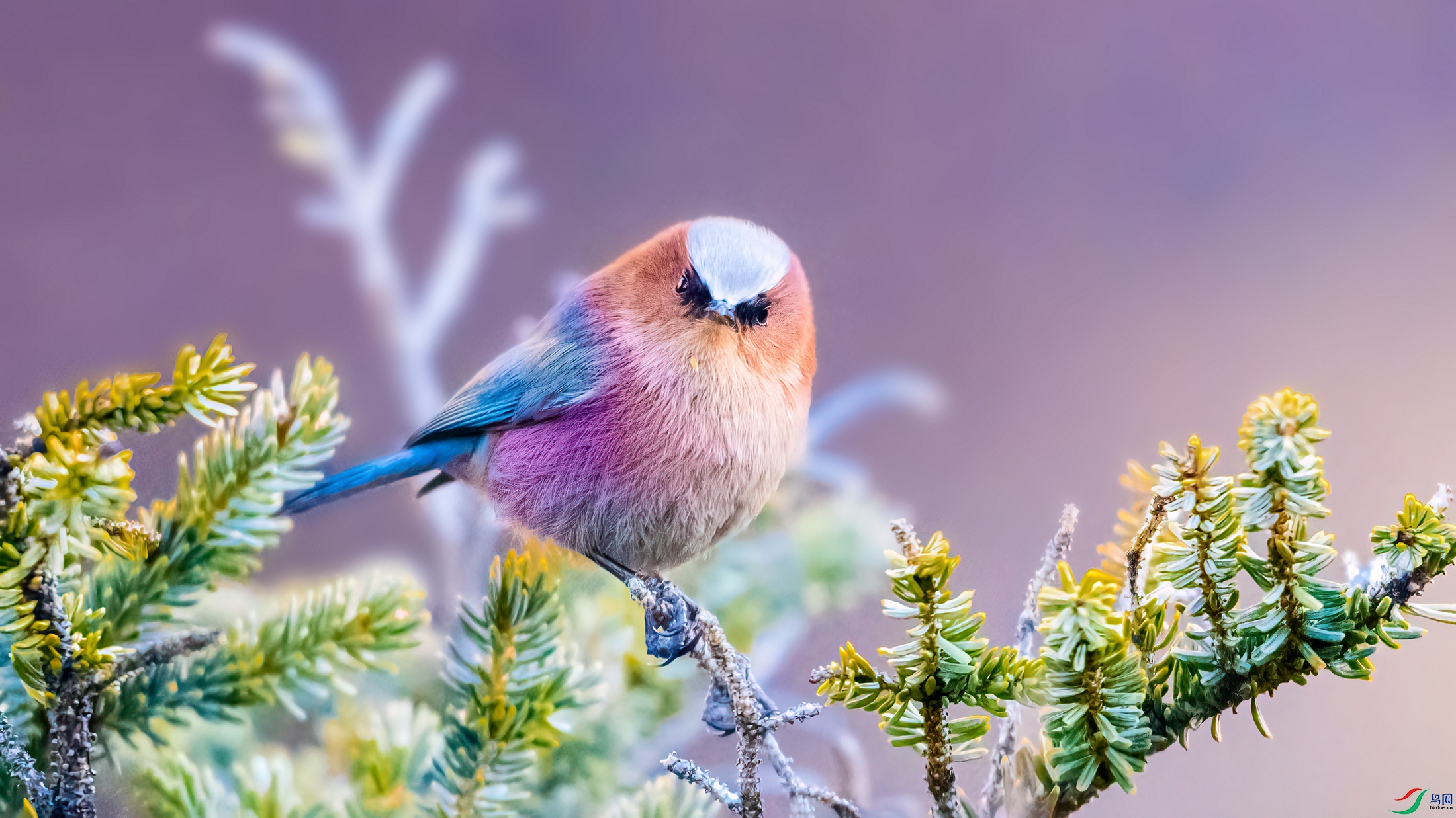 ��Ƭ_DSC8617 ����.jpg