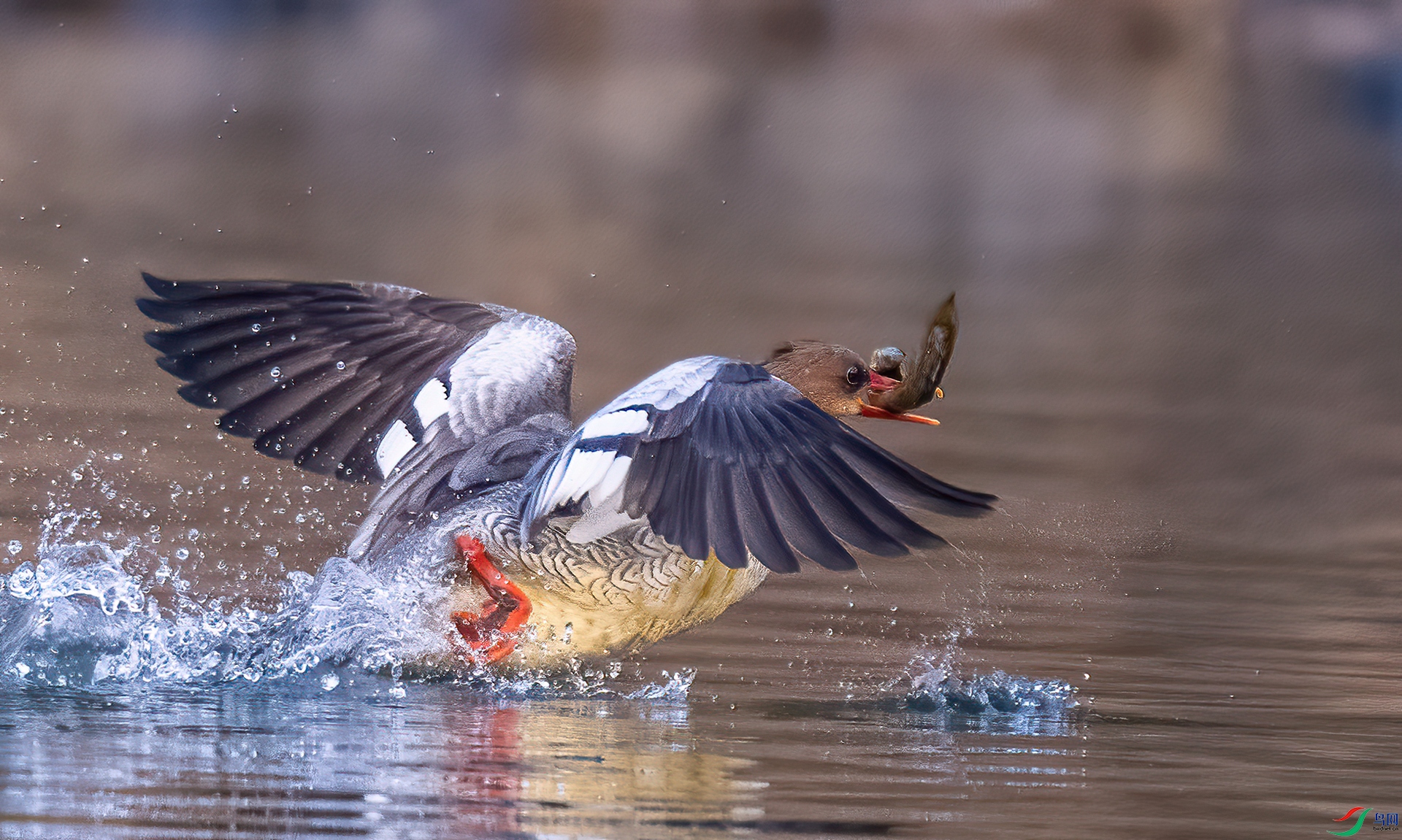 DSC_7704-2.jpg