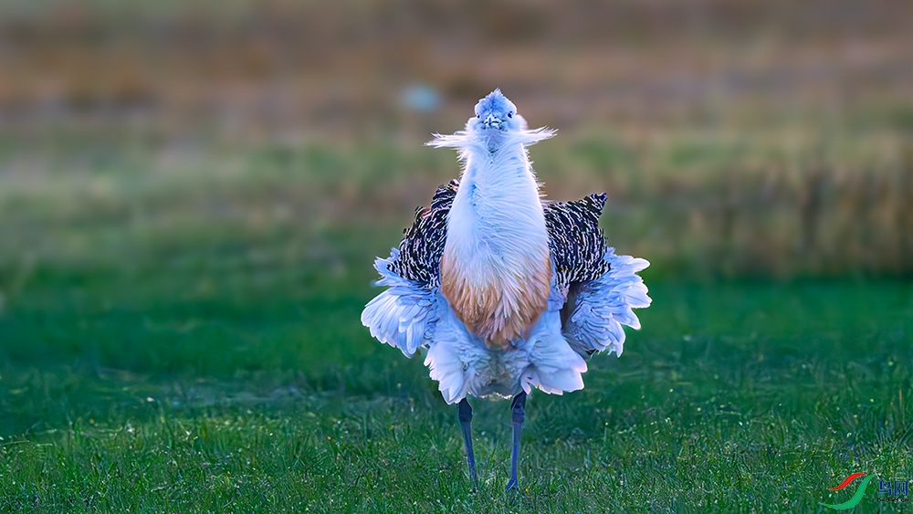 DSC02508-����ǿ-NR ����.jpg