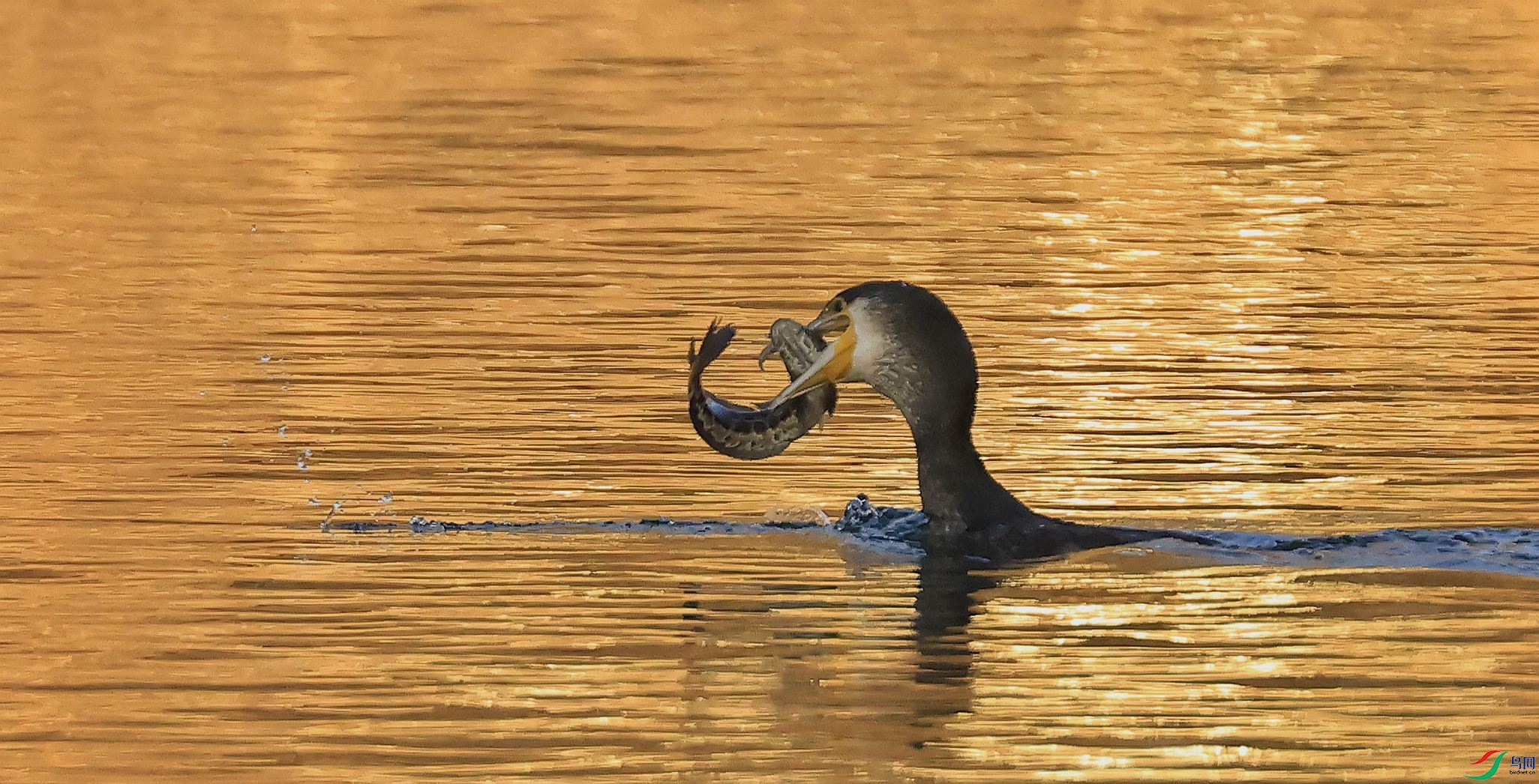 _35A7320_����.jpg