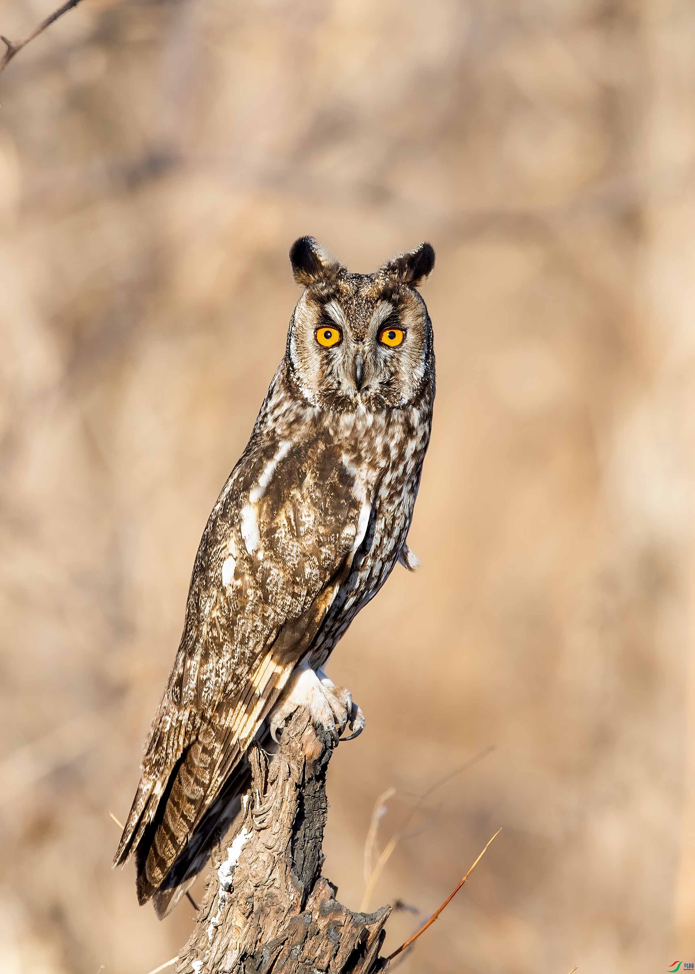 DSC_9542 ����-b.jpg