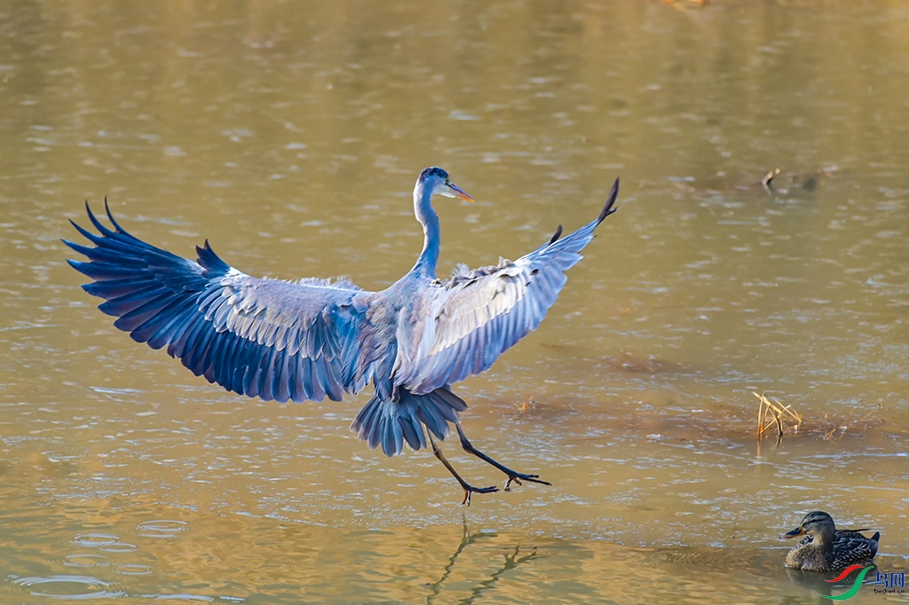 DSC_6173.jpg