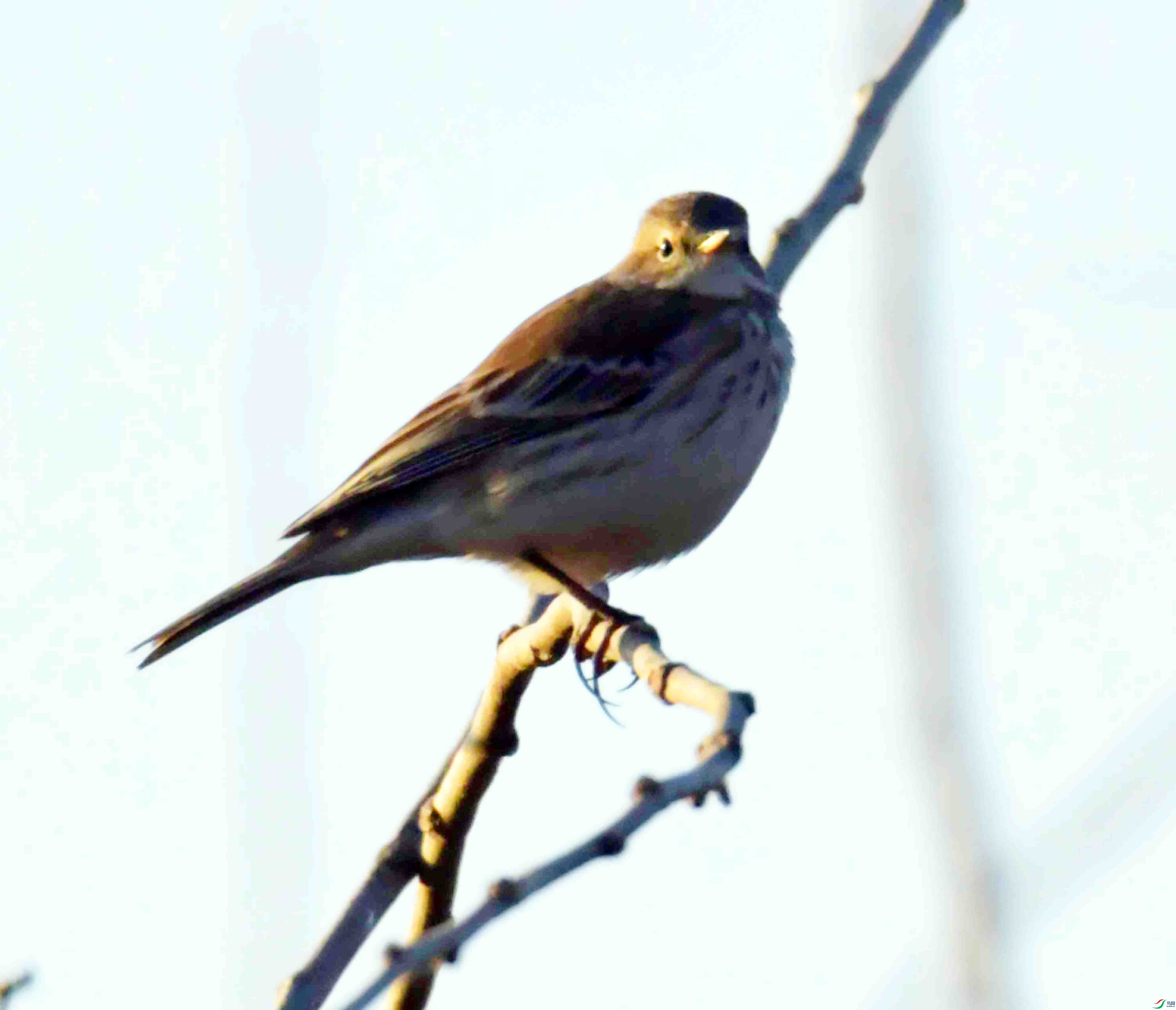 DSC_1889.JPG