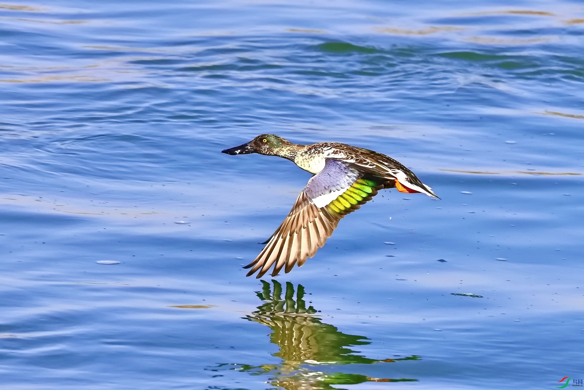 IMG_1160-1.JPG
