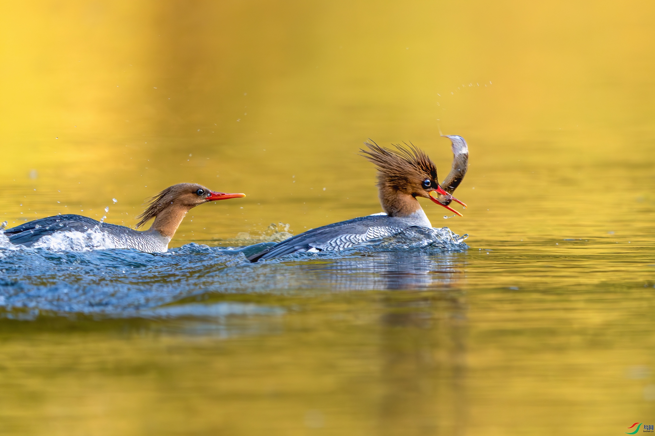 DSC_8116-����ǿ-NR ����.jpg