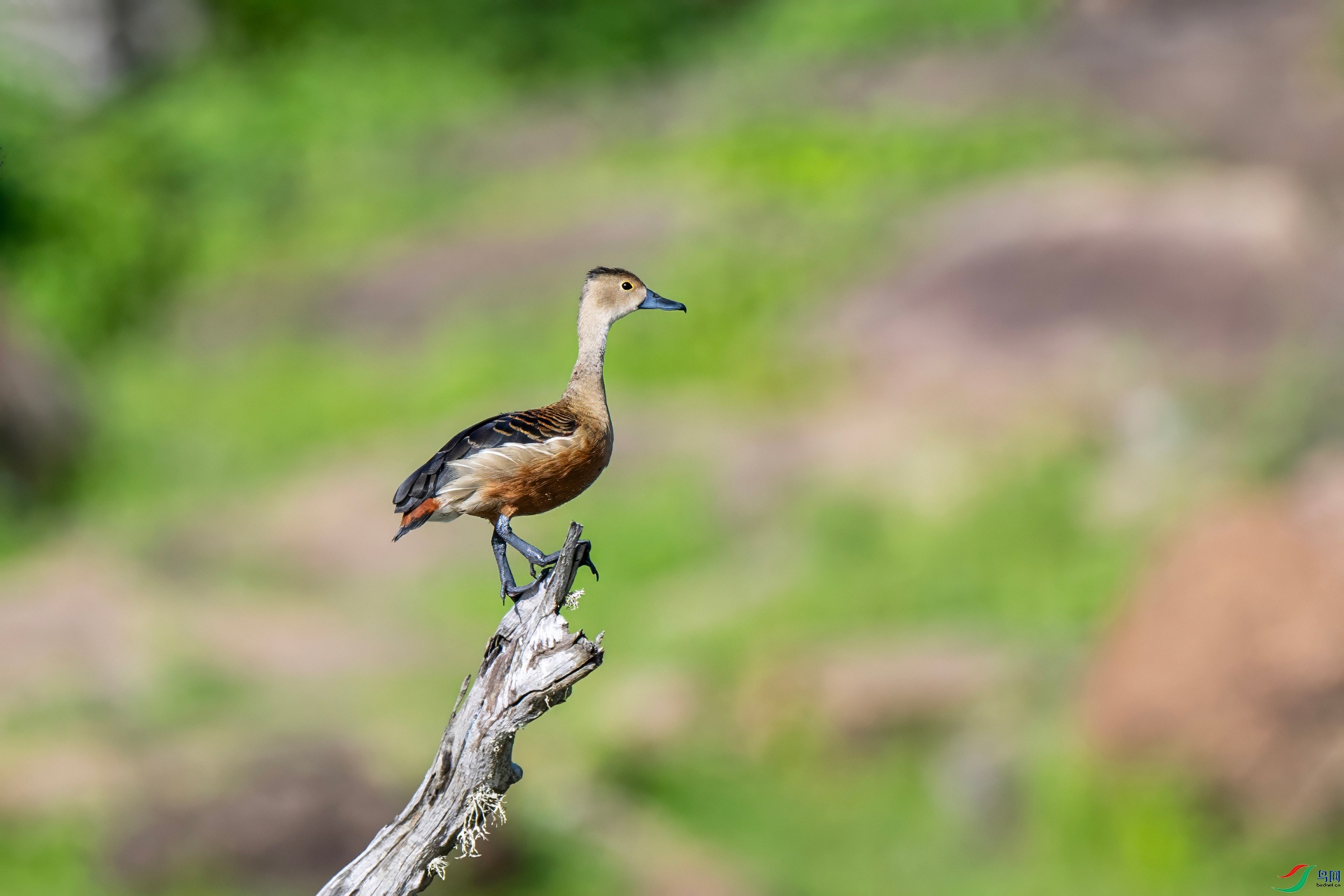 DSC_7489-topaz-denoise-sharpen.jpg