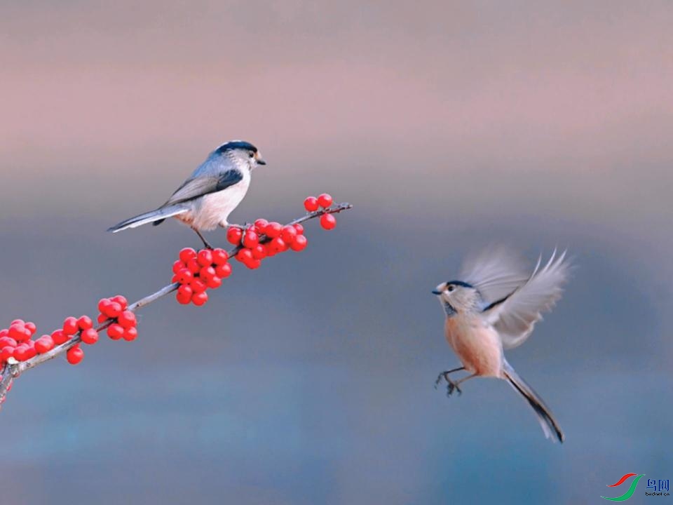 ������βɽȸ