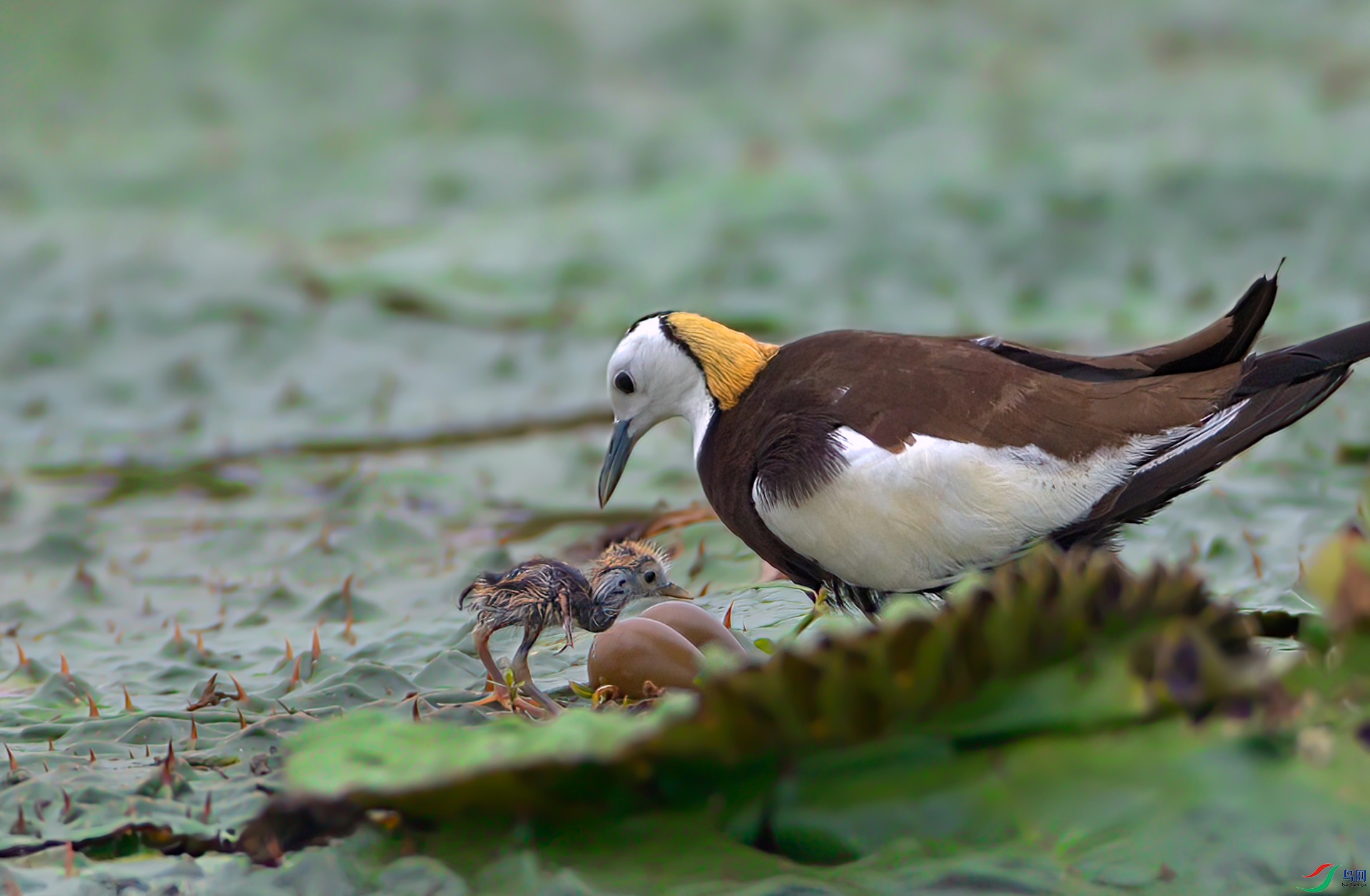 _S7I0915-Sha---1 .jpg