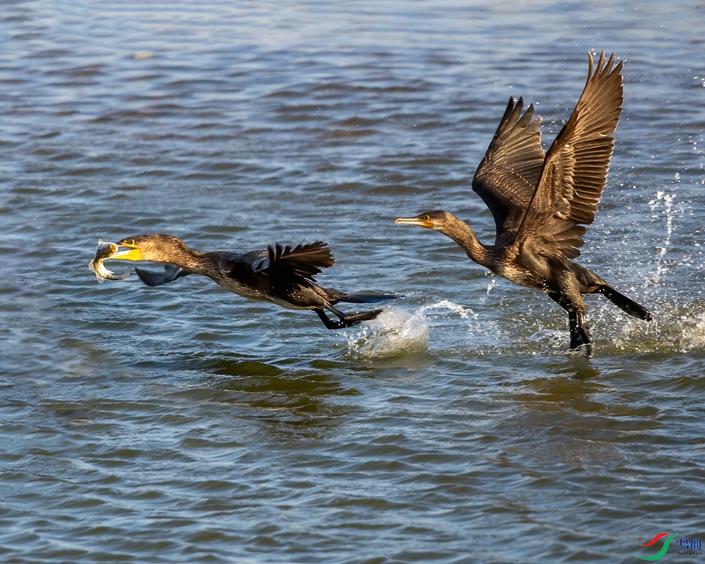 DSC_2267 ����-denoise-denoise.jpg