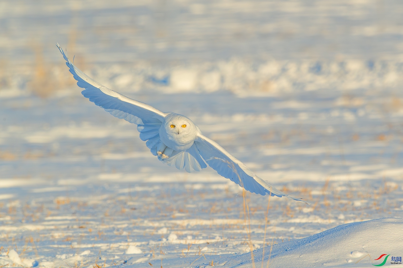 _DSC5531-����ǿ-NR-1.jpg