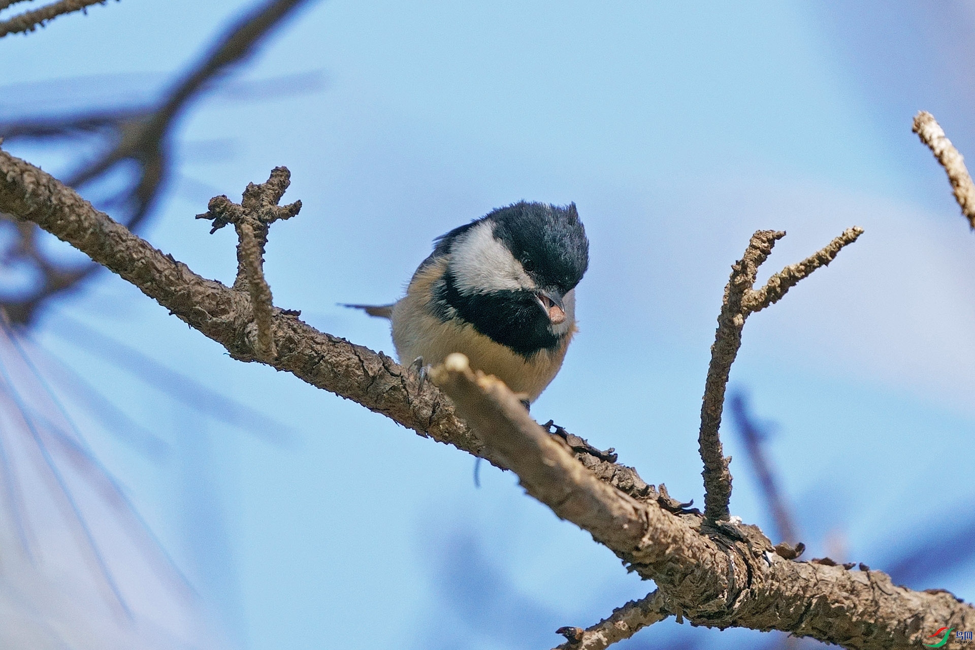 DSC02339-1.jpg