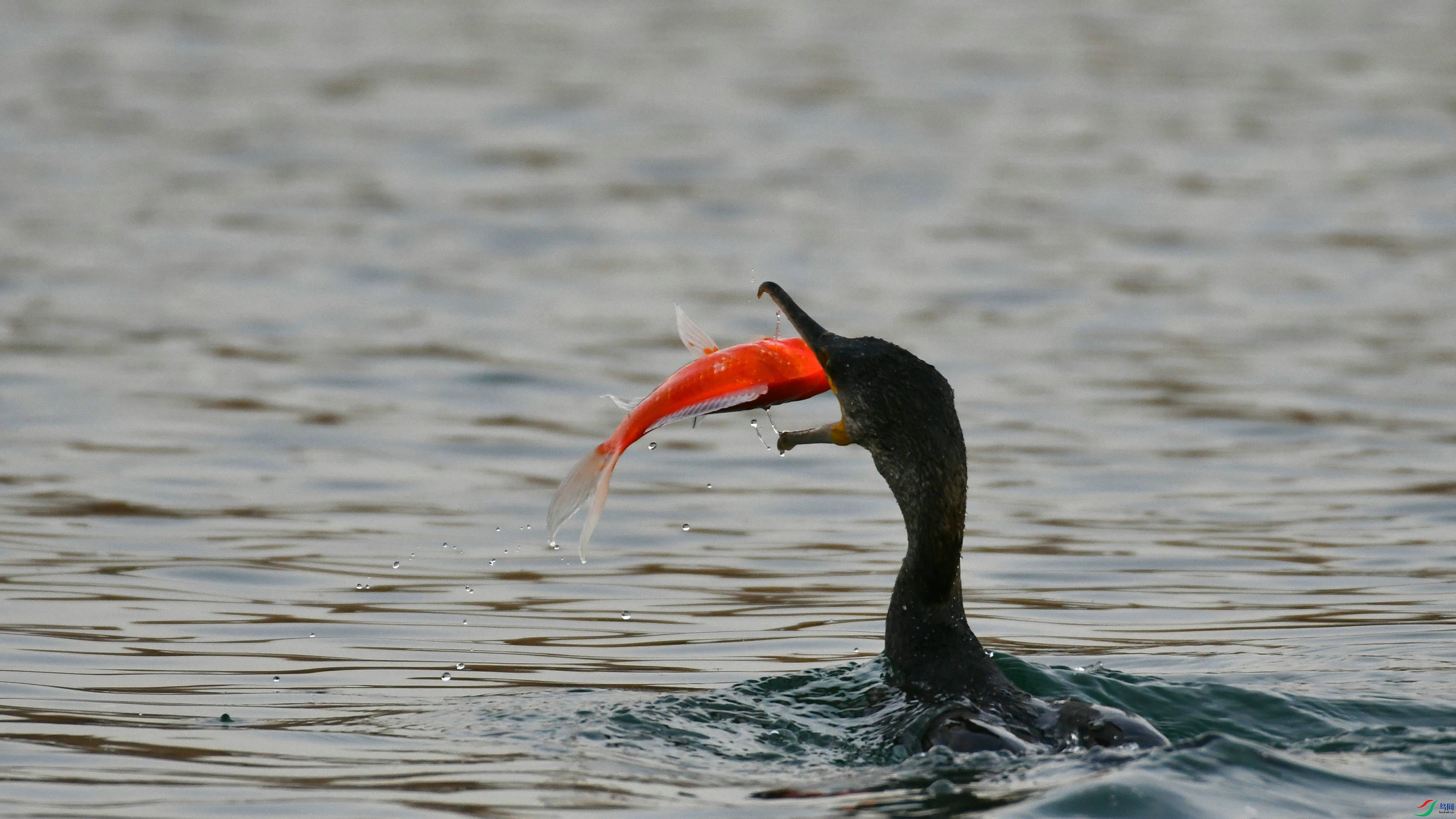 DSC_1827.JPG