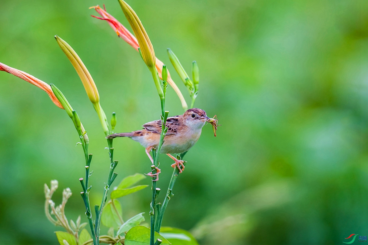 DSC_0203.jpg