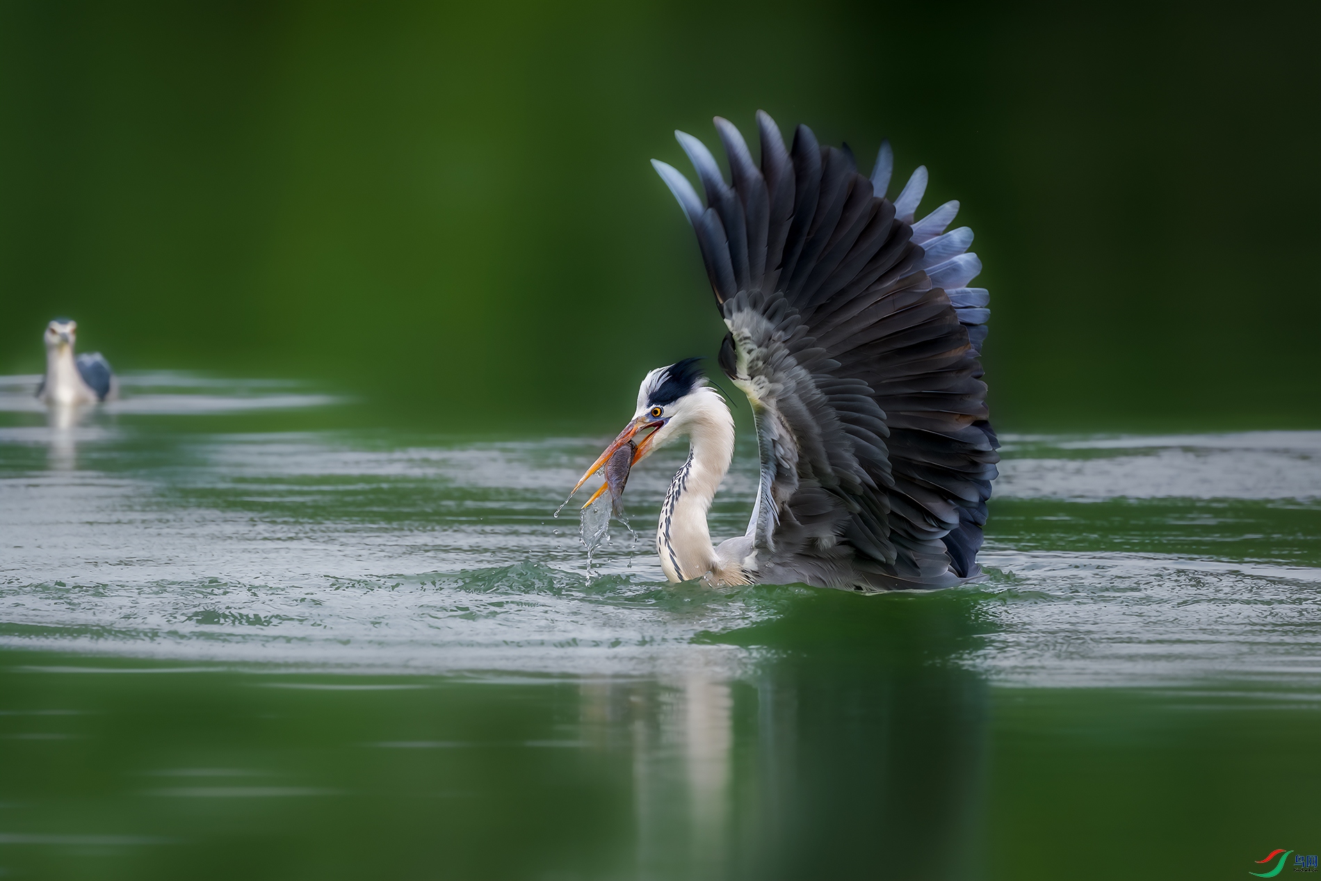 DSC_5838-����ǿ-NR ����.jpg