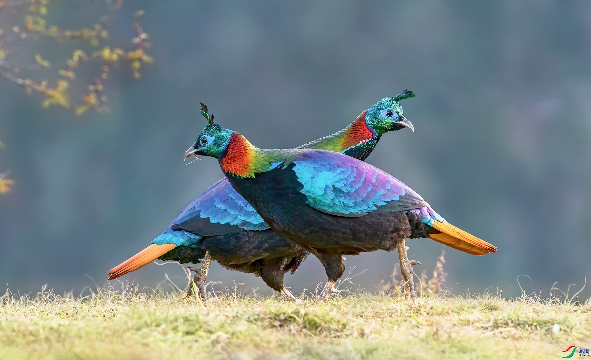 1.13 ������ͯ��ʦ��Ʒ  ż��  �ٻ�2024��1��13��ÿ�ռ���.jpg