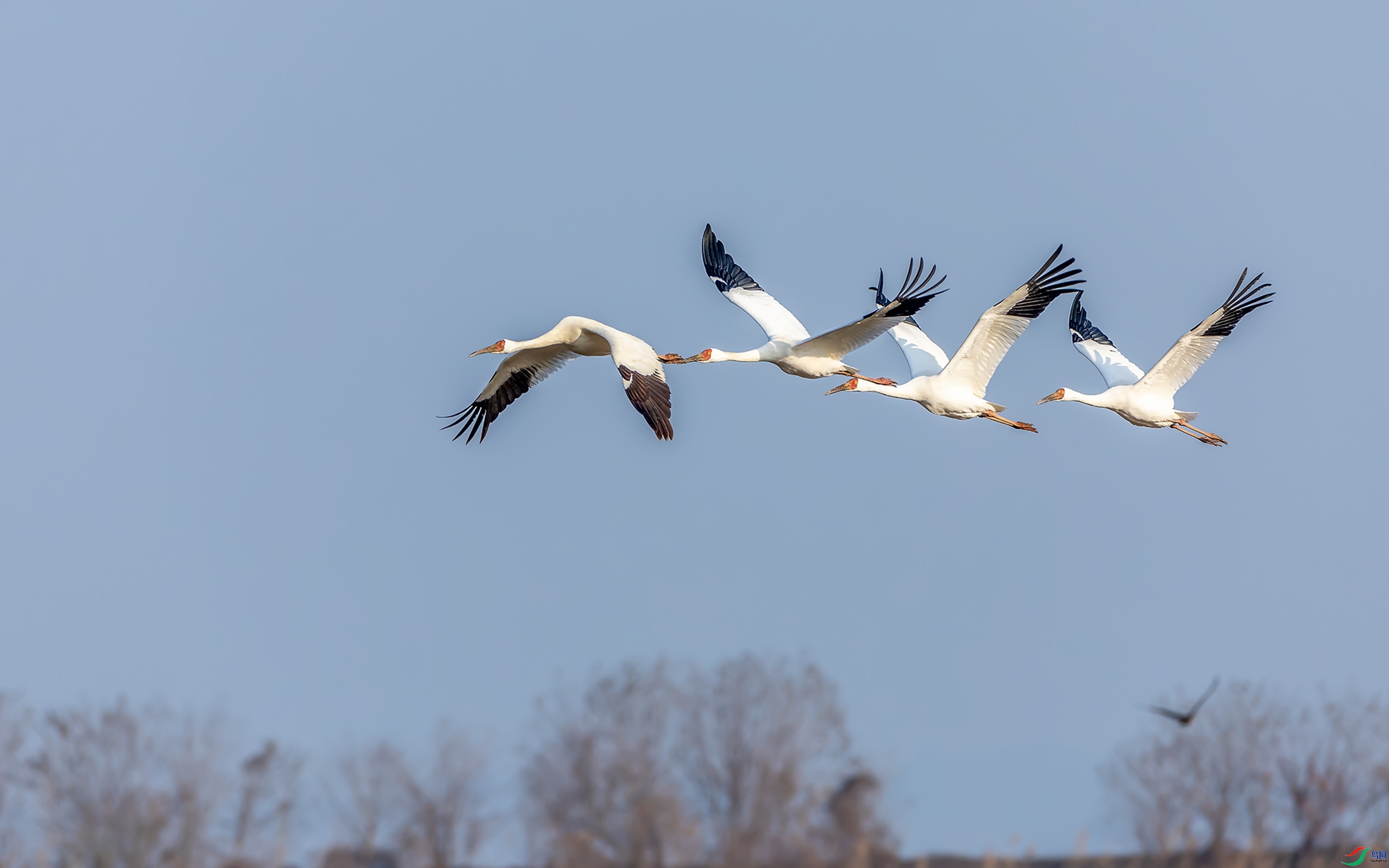 1.13 ��Ӱ������ʦ��Ʒ  �׺׷���  �ٻ�2024��1��13��������ҳ����.jpg