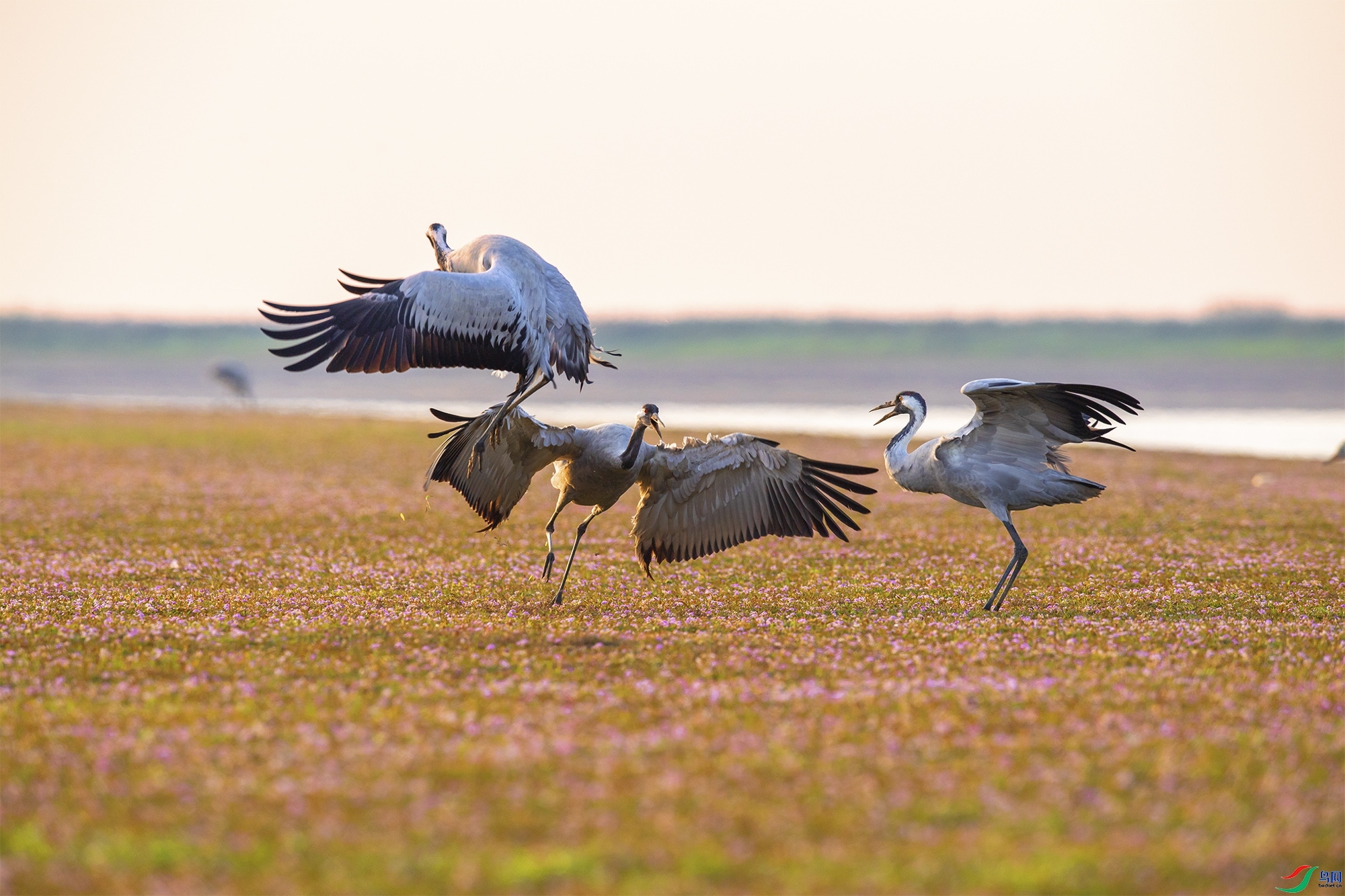 1.13 ���ݰ�������ʦ��Ʒ  һ�Զ�����ʤ--�Һ�  �ٻ�2024��1��13�ջ�Ա��ҳ����.jpg