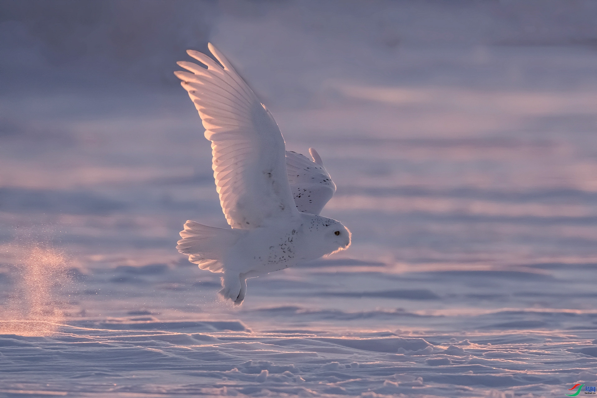 1.14 ��������ʦ��Ʒ  ѩ�^  �ٻ�2024��1��14��������ҳ����.jpg