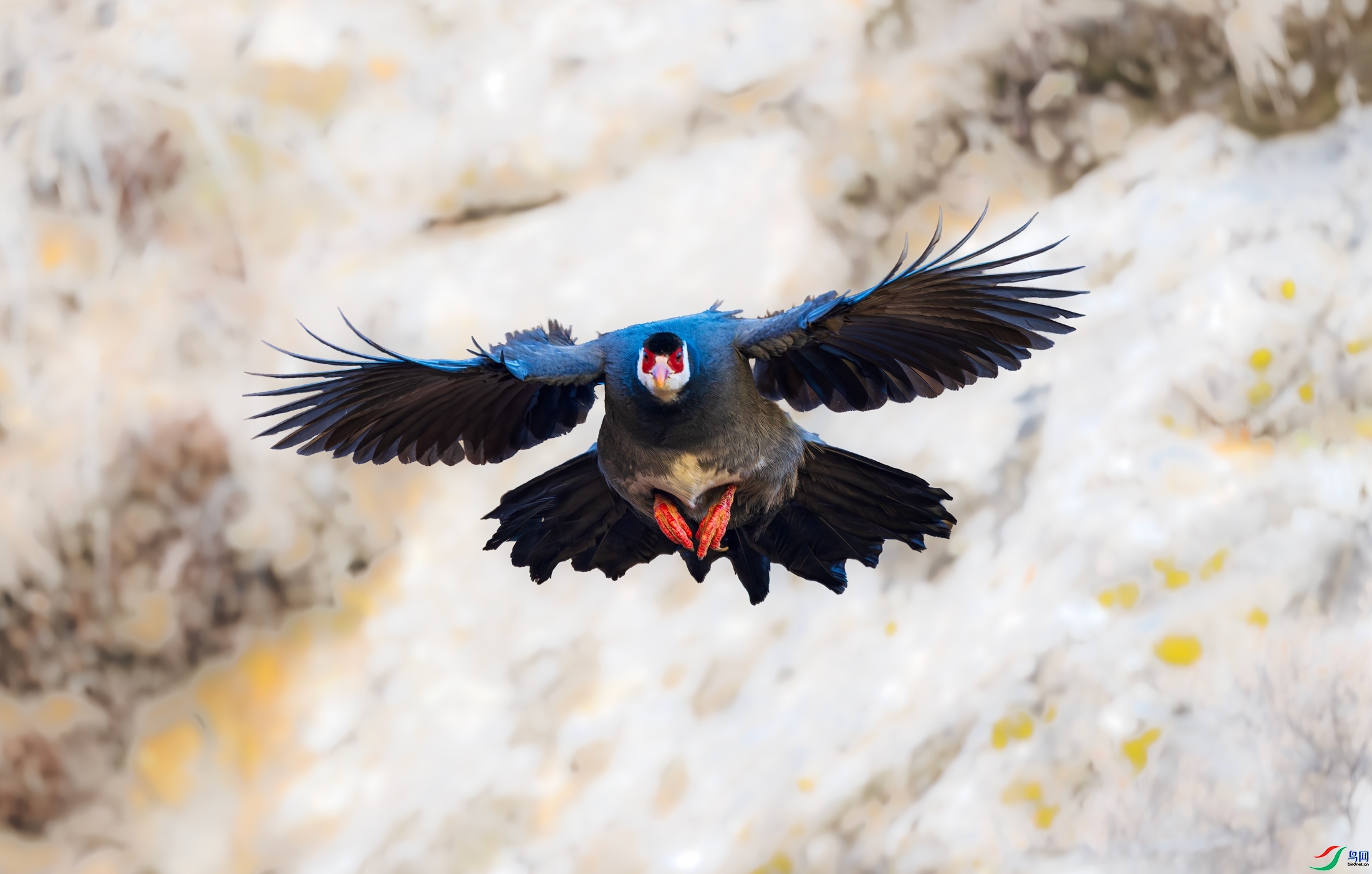 1.15 ����������ʦ��Ʒ  ��ѩɽ����  �ٻ�2024��1��15�հ�����ҳ����.jpg