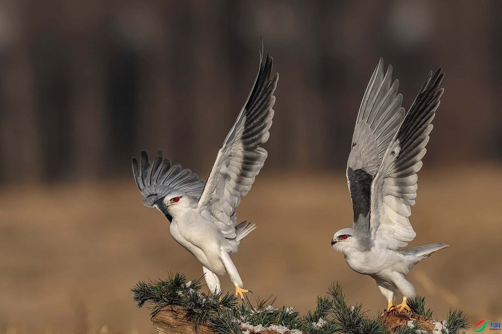 1.15 ��������ʦ��Ʒ  �ڳ��  �ٻ�2024��1��15��������ҳ����.jpg