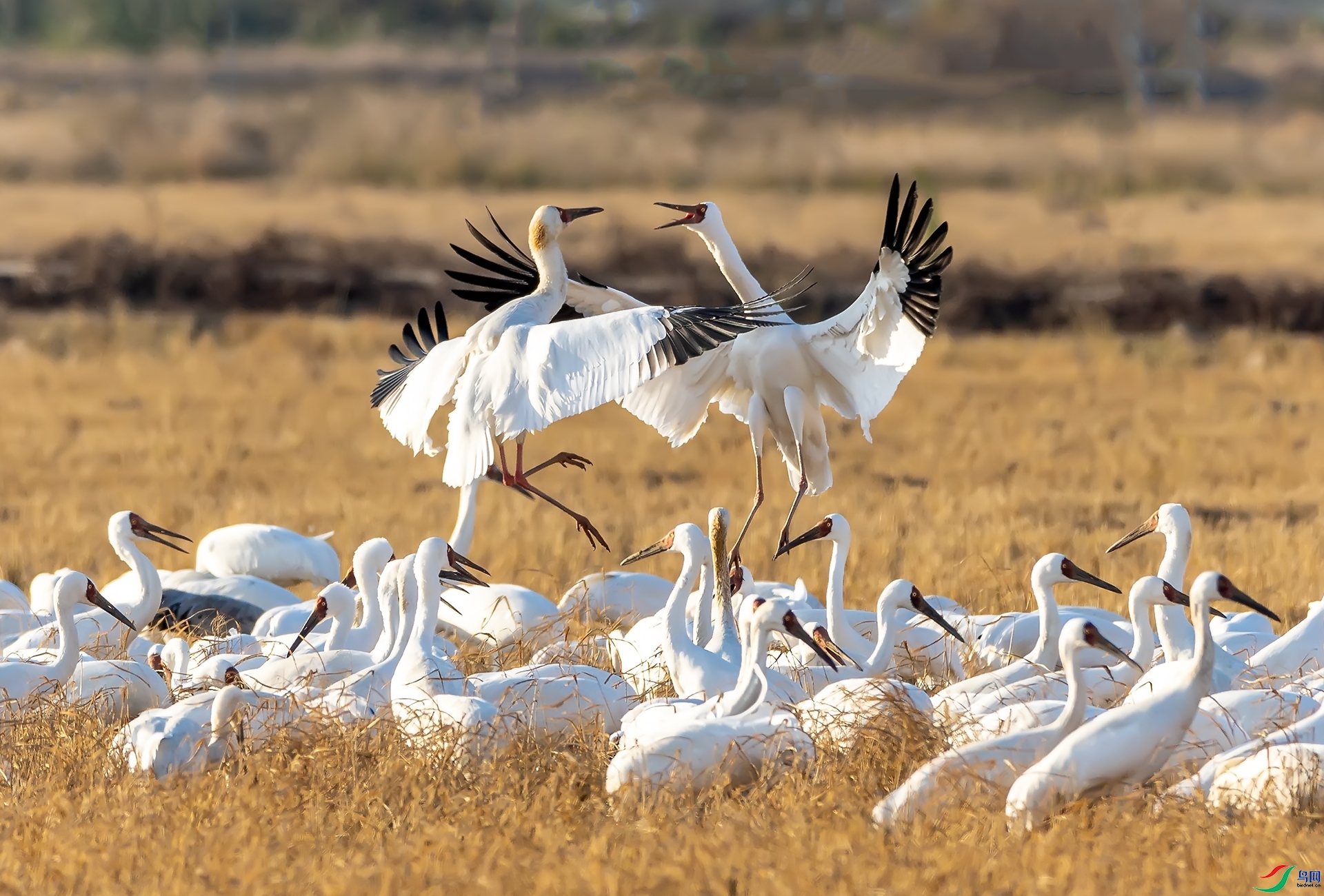 1.15 л������ʦ��Ʒ  ������6���ٻ�2024��1��15�հ�����ҳ����.jpg