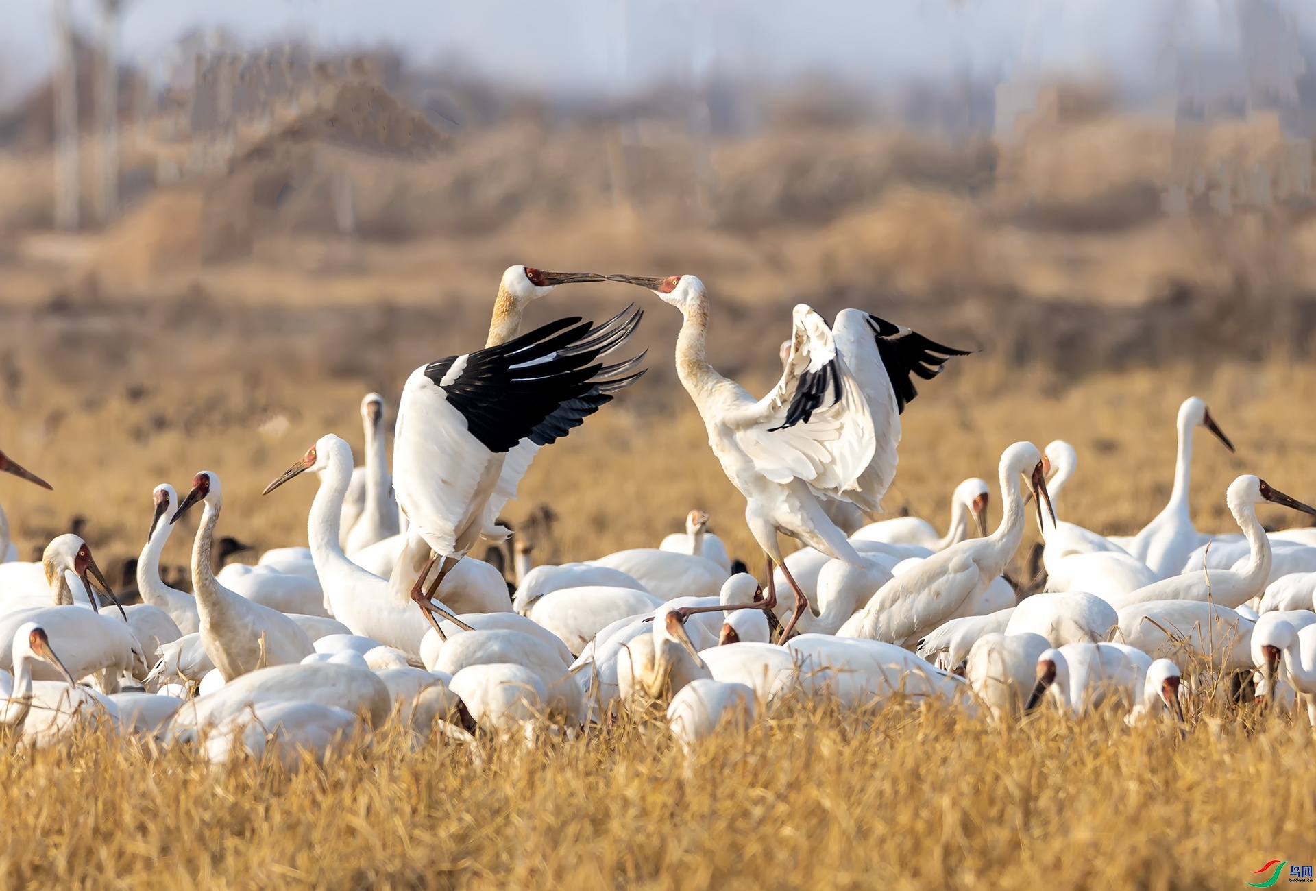 1.16 ��Ӱ������ʦ��Ʒ  ������07��  �ٻ�2024��1��16��������ҳ����.jpg