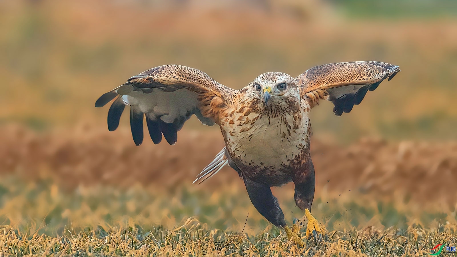 1.16 ������ʦ��Ʒ  ����  �ٻ�2024��1��16����Ӱʦ��ҳ����.jpg