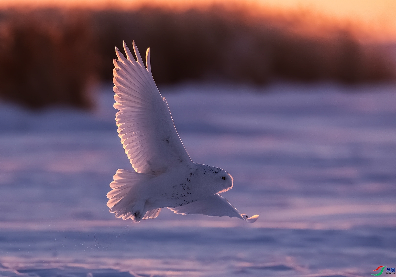 1.16 ��������ʦ��Ʒ  ѩ�^  �ٻ�2024��1��24��������ҳ����.jpg