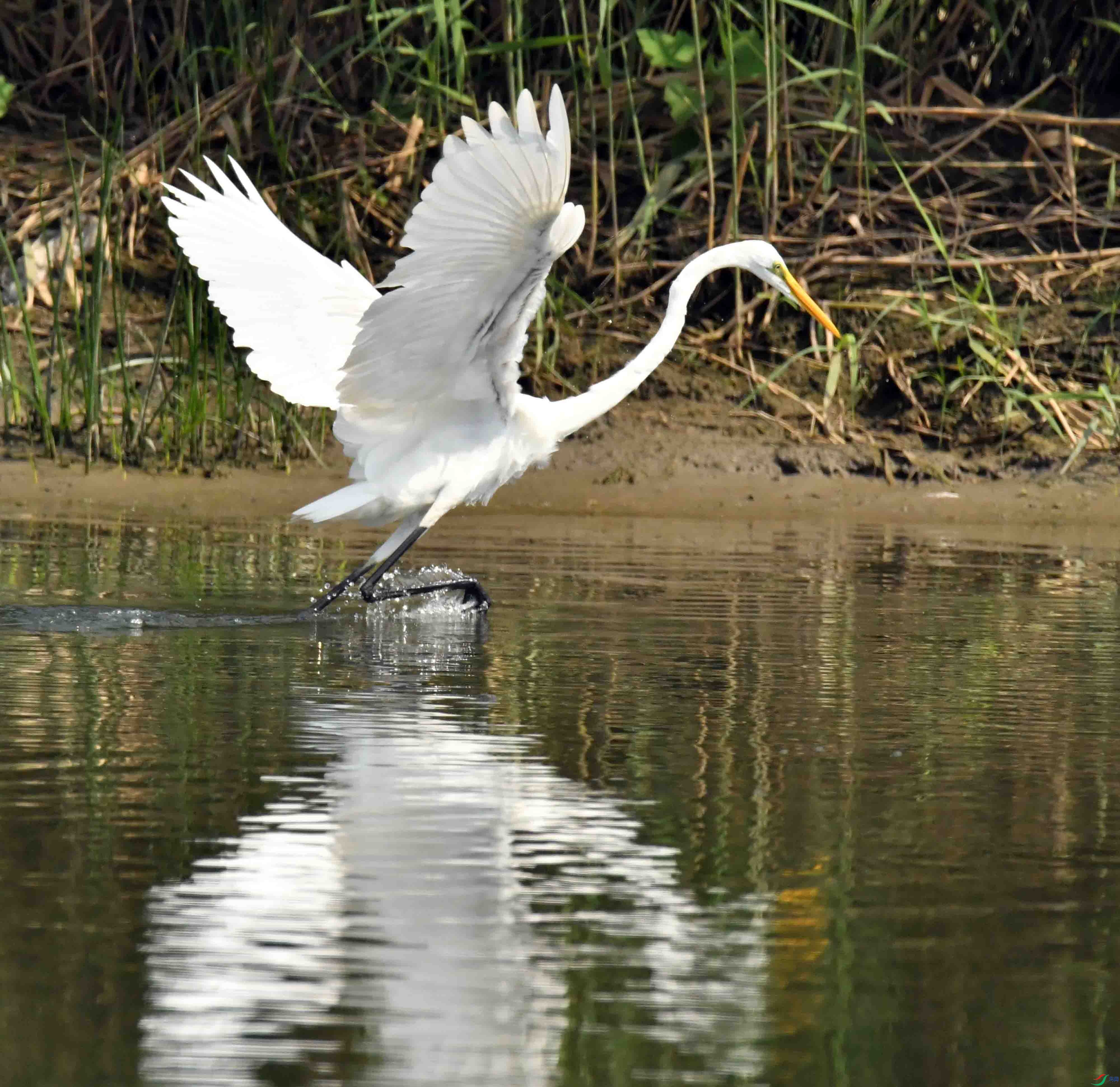 DSC_0385.JPG