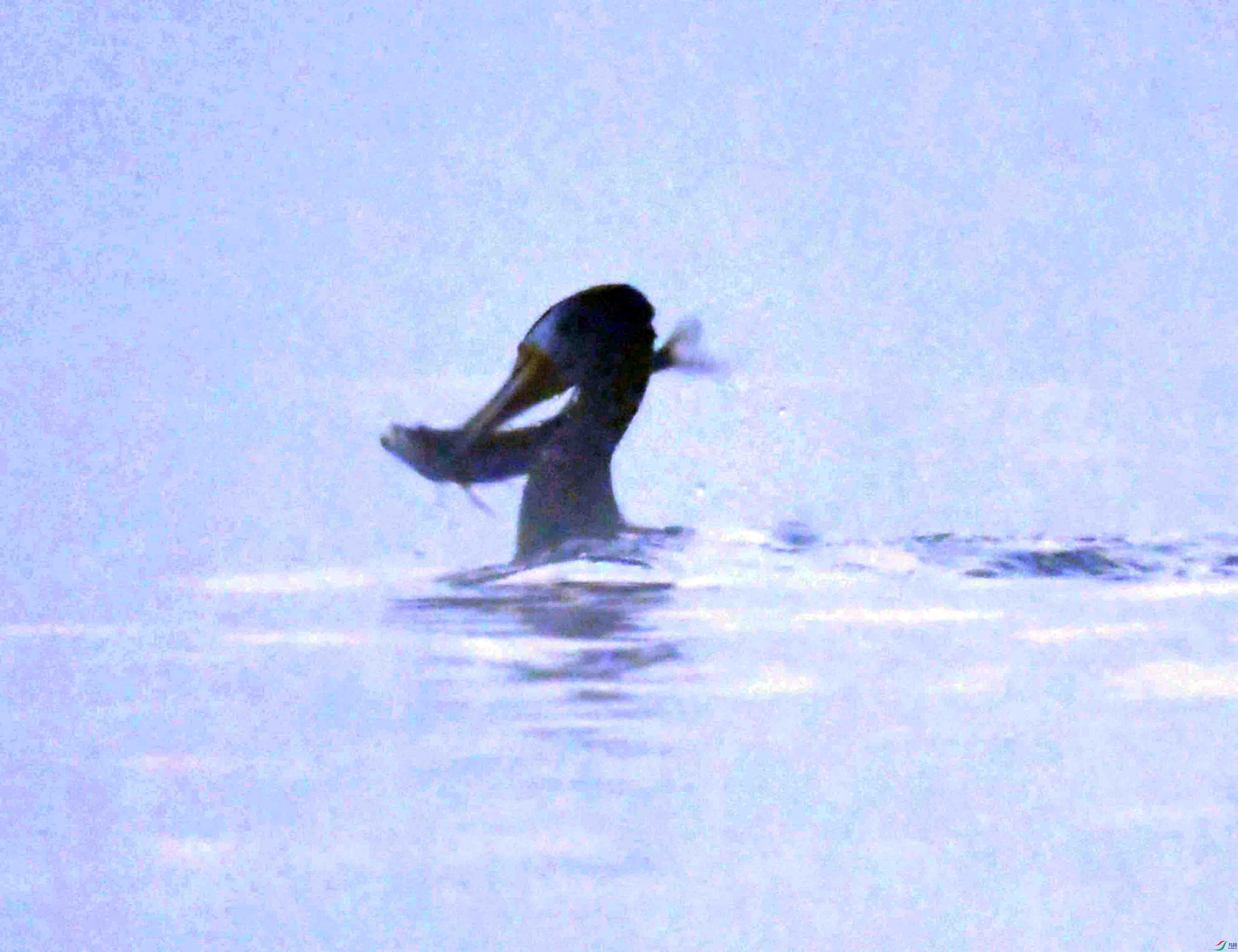 DSC_9099.JPG