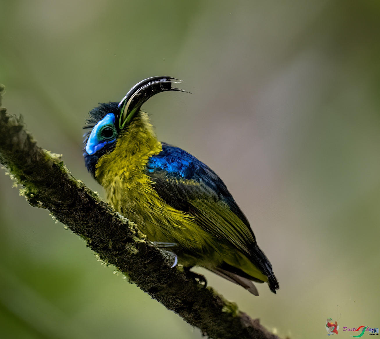 ������ü�