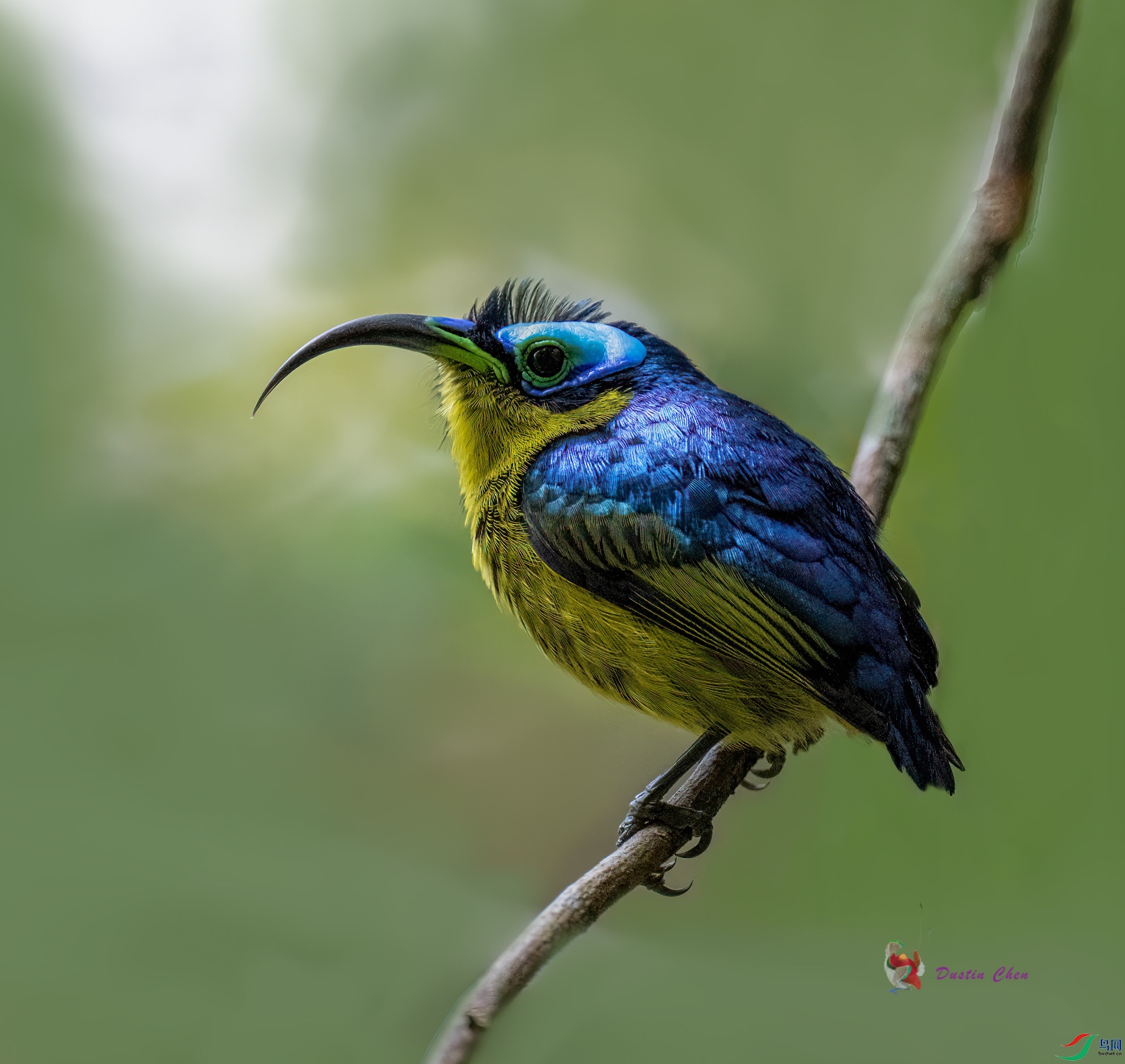 ������ü�