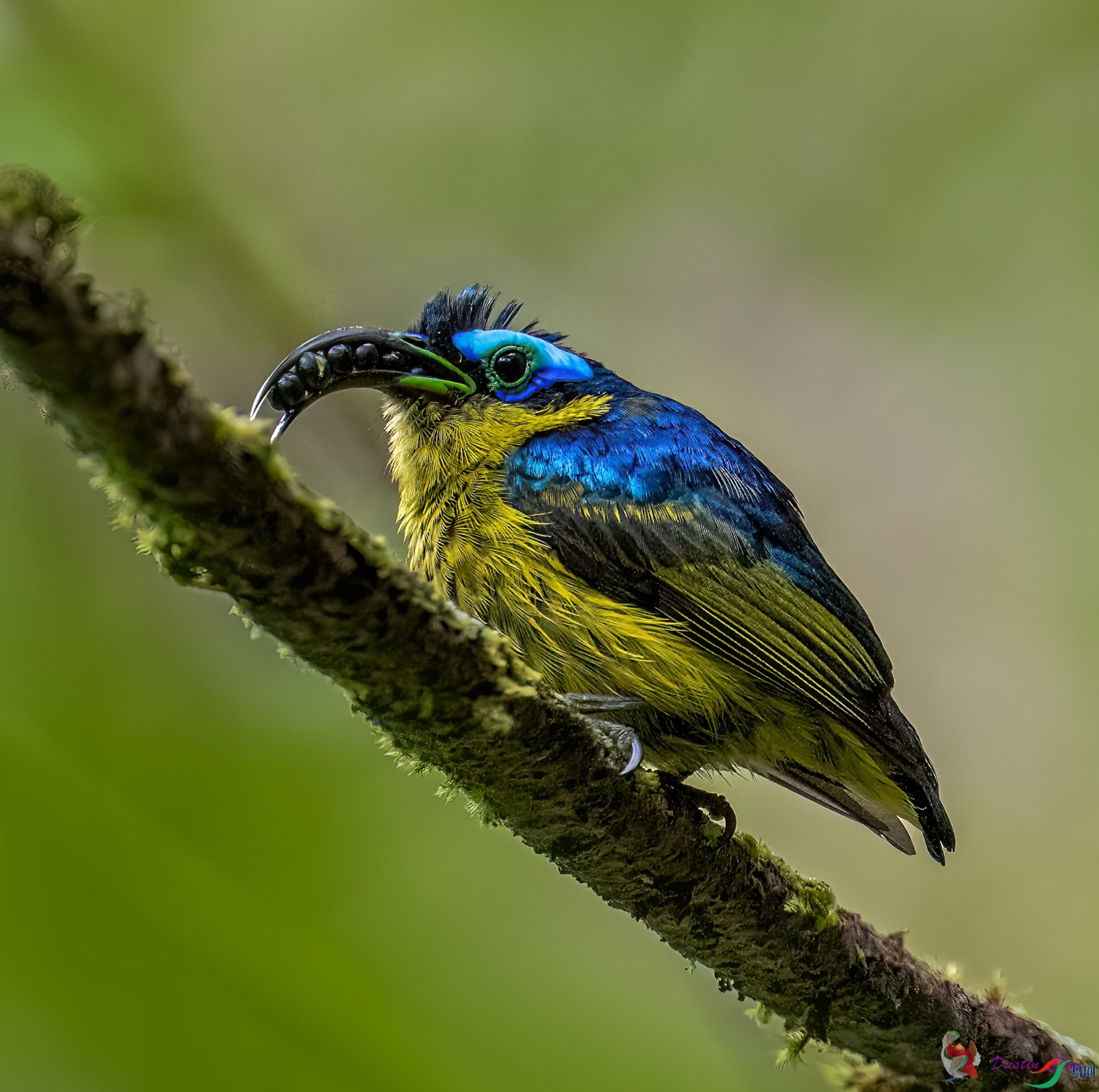 ������ü�