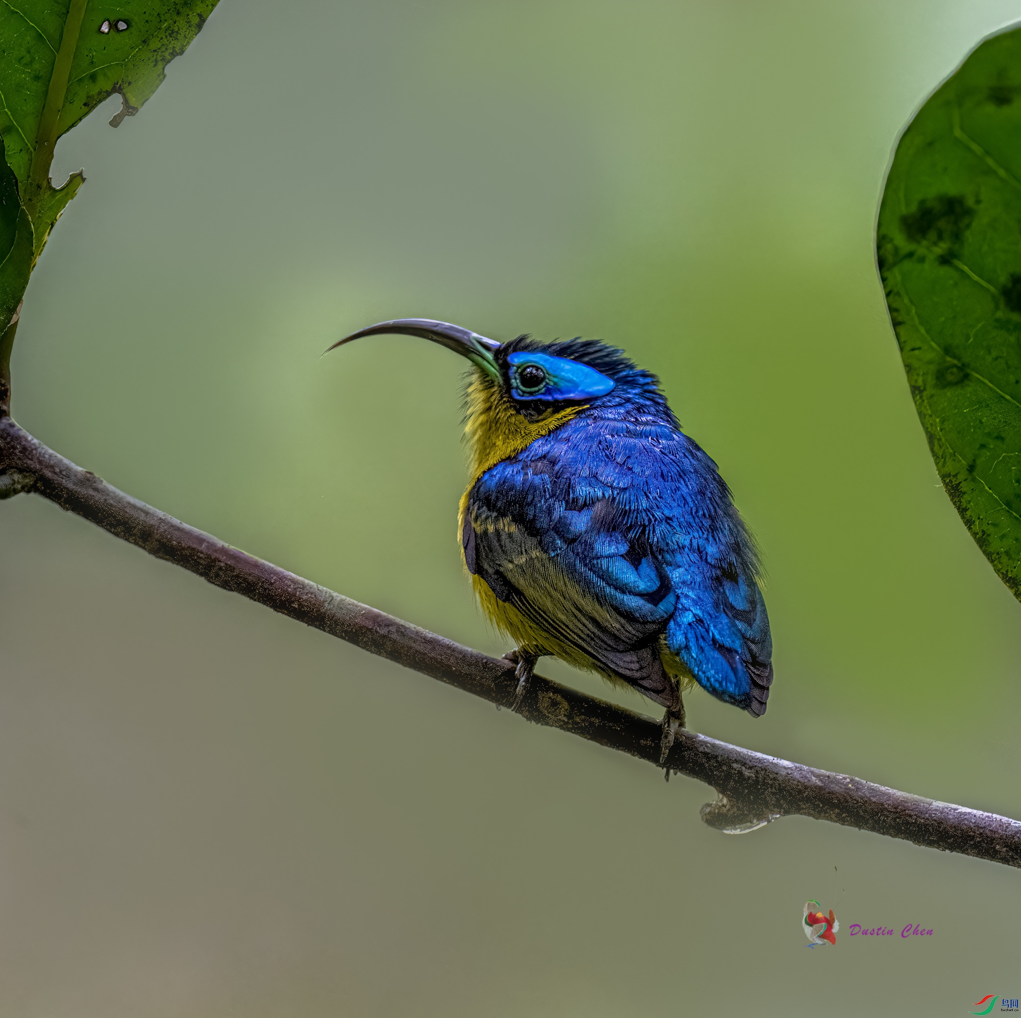 ������ü�