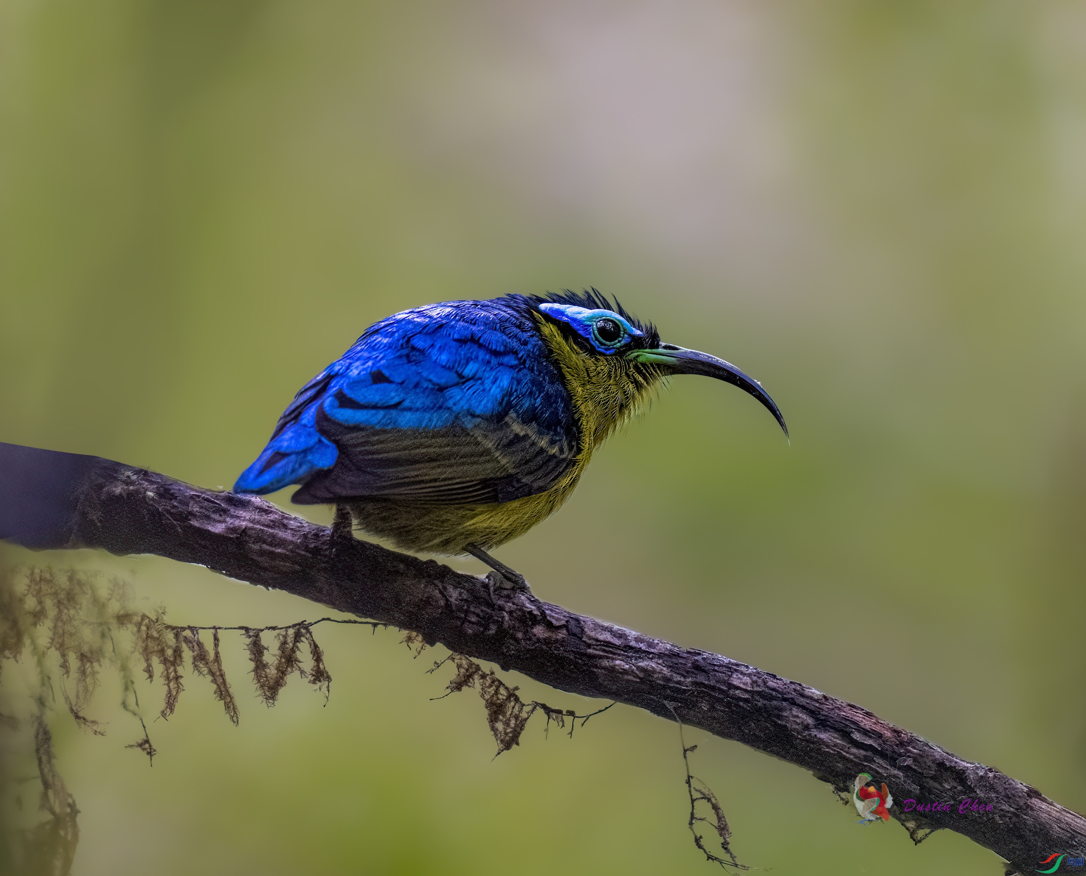 ������ü�