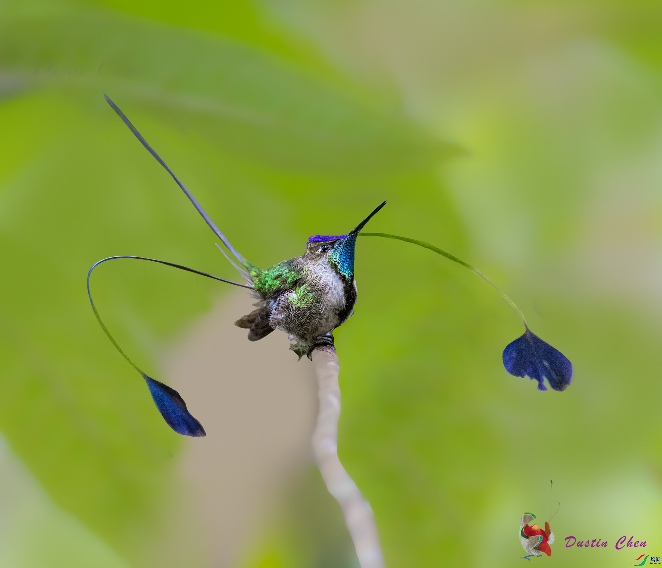 ����β���� ��³�����ֱ�Σ