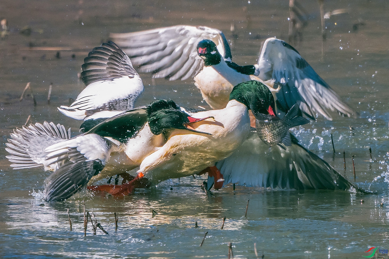 DSC_0951.jpg