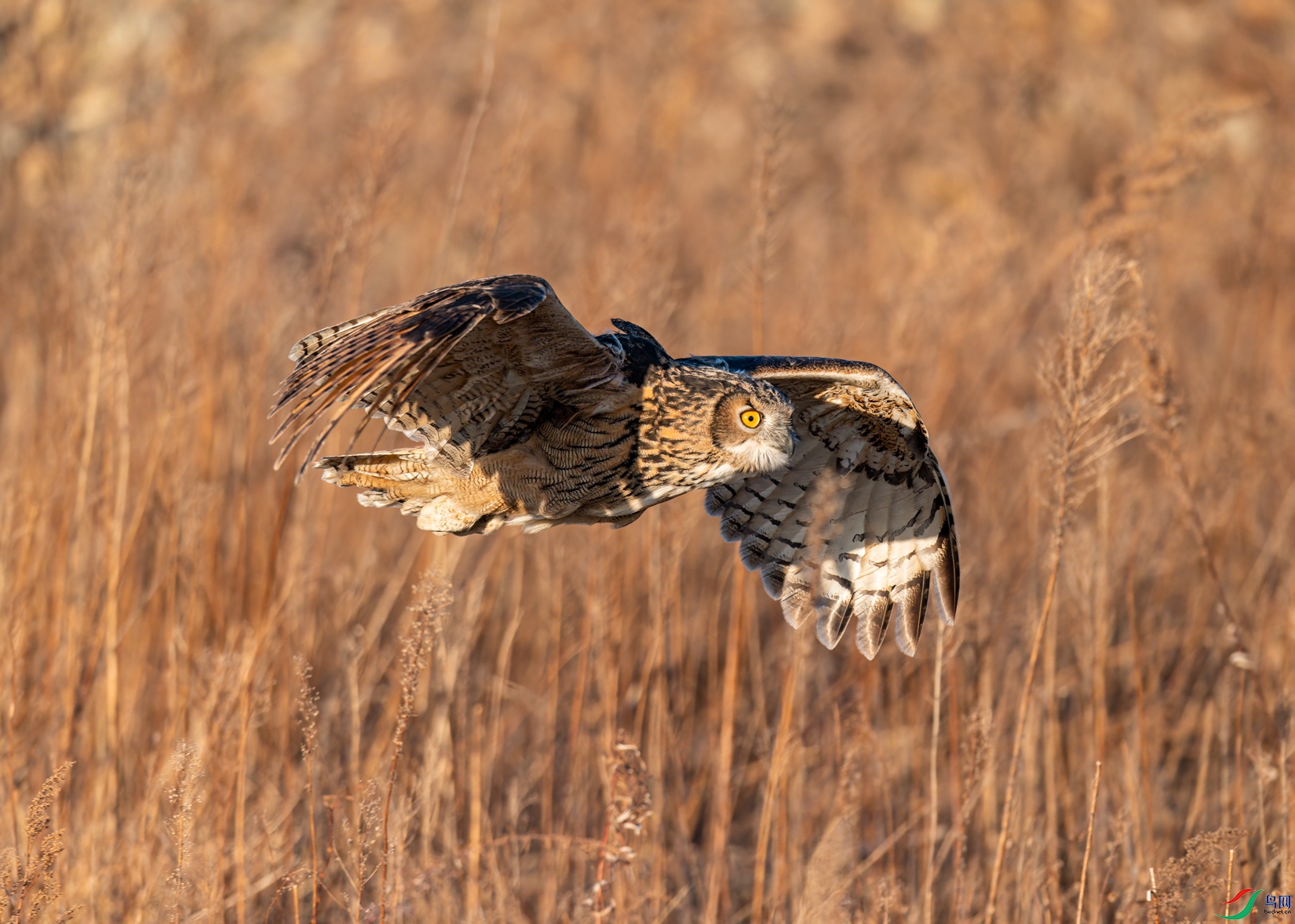 DSC_6490.jpg
