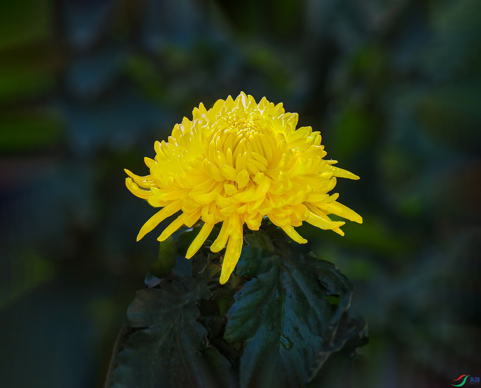 0000IMG_0903 �Ʊ��� 1000k0.jpg