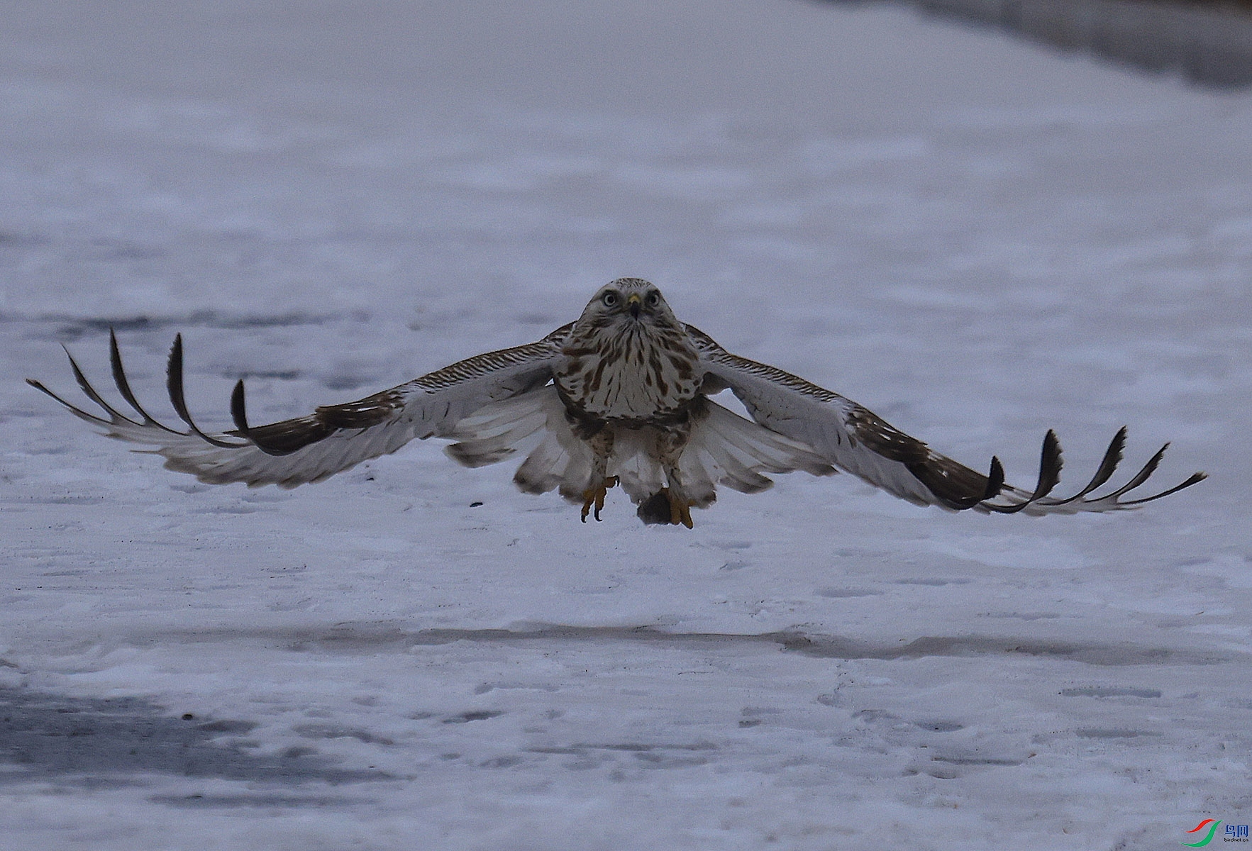 ë������